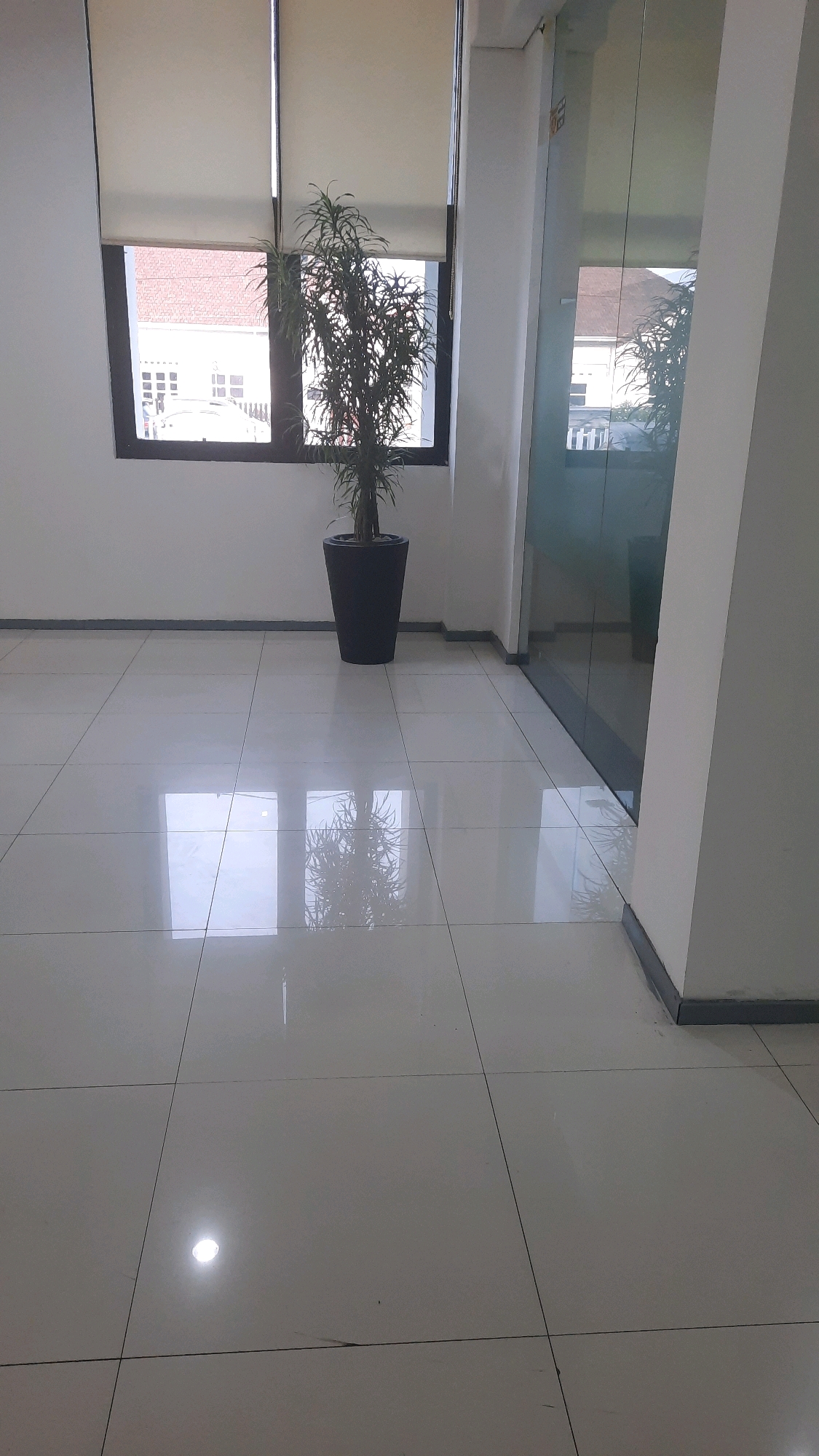 The image depicts the interior of a modern office space with a tiled floor and large windows. A tall, slender potted plant stands in the foreground, near a large window that overlooks a street with buildings. The window is partially covered by blinds. To the right of the plant, there is a glass partition that reflects the interior of the office, including the plant and window. The floor is made of large, glossy white tiles that reflect the ambient light. The overall impression is one of a clean, well-lit, and contemporary office environment. The city of Padang, Indonesia, is a coastal city on the island of Sumatra, known for its vibrant culture and economic activity. This office space could be located in a commercial building in the city center, a business district, or a modern development area.
