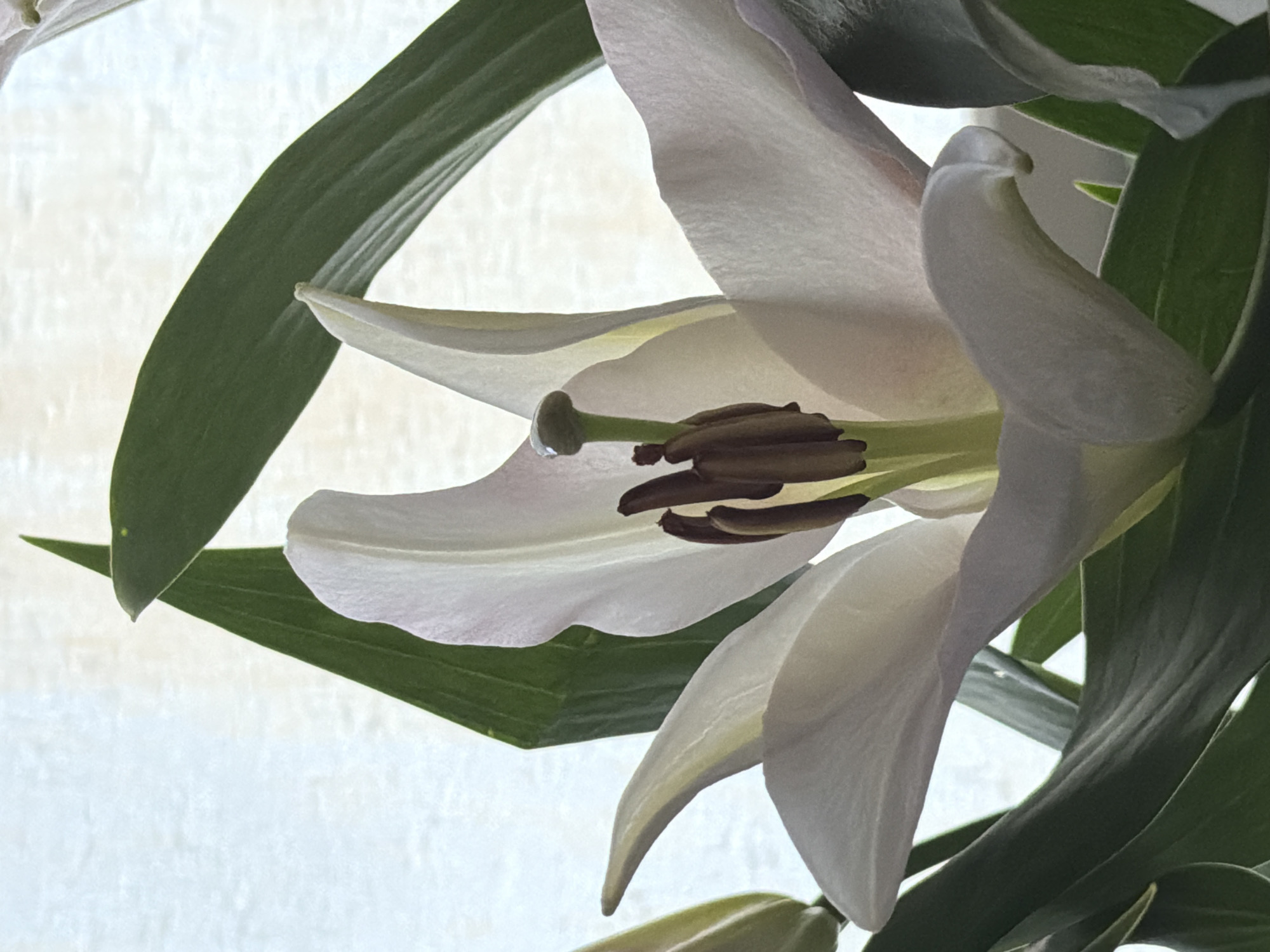A close-up, low-angle shot captures a white lily in full bloom surrounded by long, green leaves. The petals are translucent, allowing light to shine through. A cluster of brown stamens is visible in the flower's center. The background is a bright, undefined surface. The photo's location is unknown, and there is no evidence of it being taken in Moscow, Russia. No people are visible in the frame.