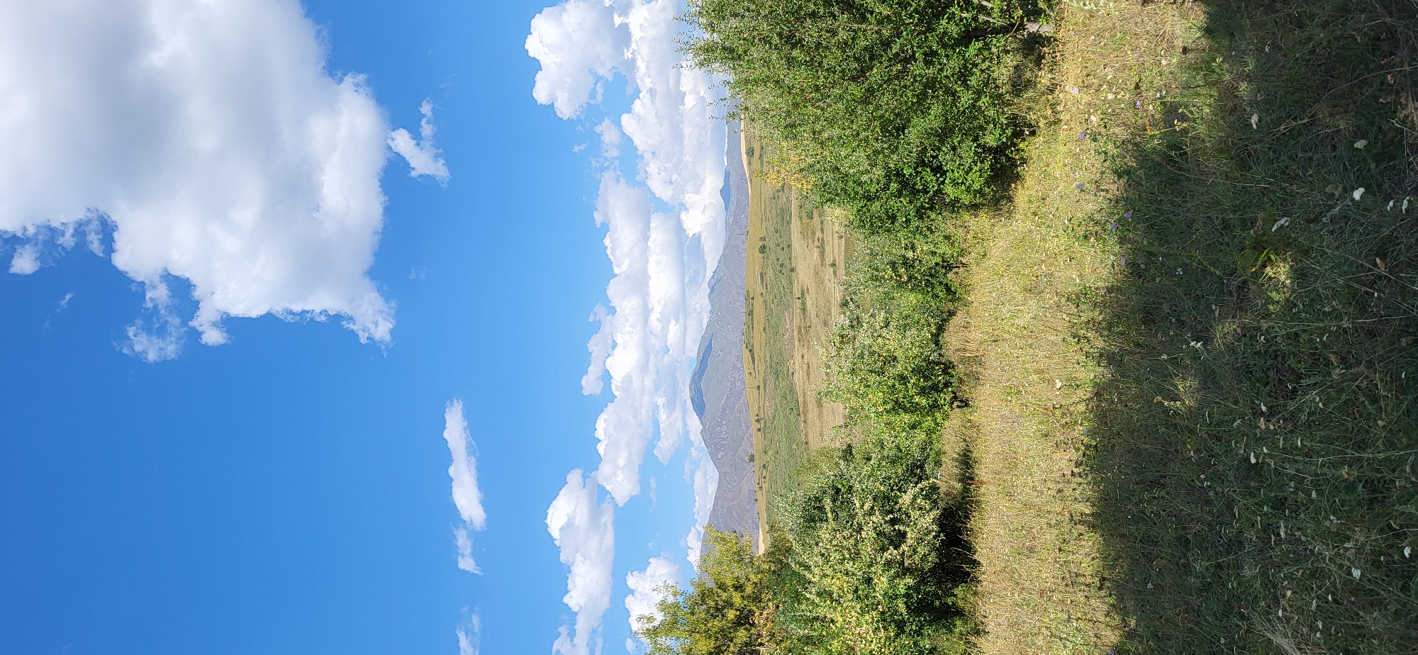 The image depicts a wide, natural landscape with a clear blue sky dotted with white cumulus clouds. In the foreground, a field of dry grass and wildflowers is visible, with a distinct shadow cast across the lower part of the frame. Beyond the field, several lush green trees and bushes are present. In the middle ground, rolling hills of varying shades of green and brown extend towards a mountainous backdrop. The mountains, with their jagged peaks and slopes, are partially covered in sparse vegetation. The scene appears to be an outdoor environment, possibly in a rural or semi-rural area, with no people or specific urban structures identifiable within the frame, suggesting a location within the wider natural surroundings of the city of Tekeli, Kazakhstan, rather than its immediate urban center.
