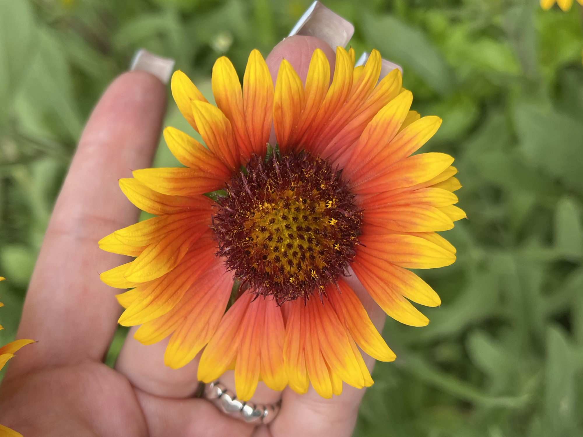 A close-up, eye-level, outdoor shot captures a person's hand gently holding a vibrant Gaillardia flower. The flower, also known as a blanket flower, displays striking yellow petals that transition to a fiery orange and red towards the center. The flower's center is a dark, textured disc with visible florets. The hand is adorned with a silver, multi-band ring on the index finger and a light-colored, polished fingernail is visible on the middle finger. The background consists of a soft-focus blur of green foliage, suggesting a garden or natural setting. The image quality is high, with sharp focus on the flower and hand. There is no indication of the location being in Nizhny Novgorod, Russia, or any specific urban environment.