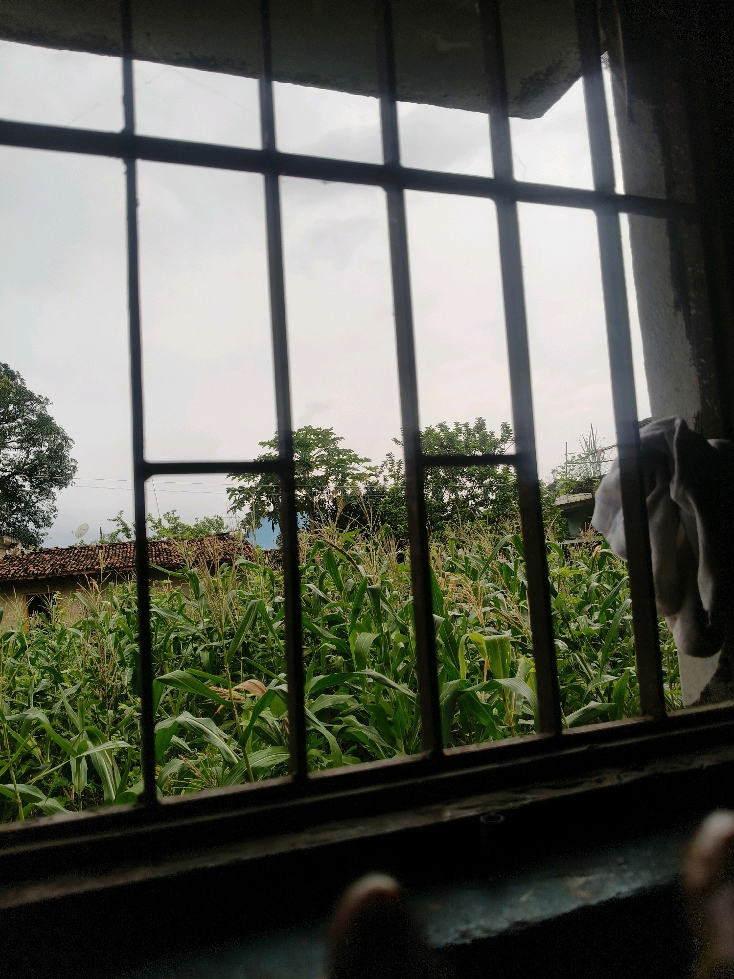 The image captures a view from behind a barred window, looking out onto a lush green cornfield under an overcast sky. In the background, a tiled roof house with a satellite dish is visible, suggesting a rural or semi-rural setting in Chandwara, India. To the left, a large tree with dense foliage stands. The perspective is from inside, with the bars of the window prominent in the foreground, obscuring parts of the scene. A white cloth hangs on the right side of the window frame. The overall atmosphere is calm and somewhat enclosed, with the natural landscape providing a contrast to the man-made bars.