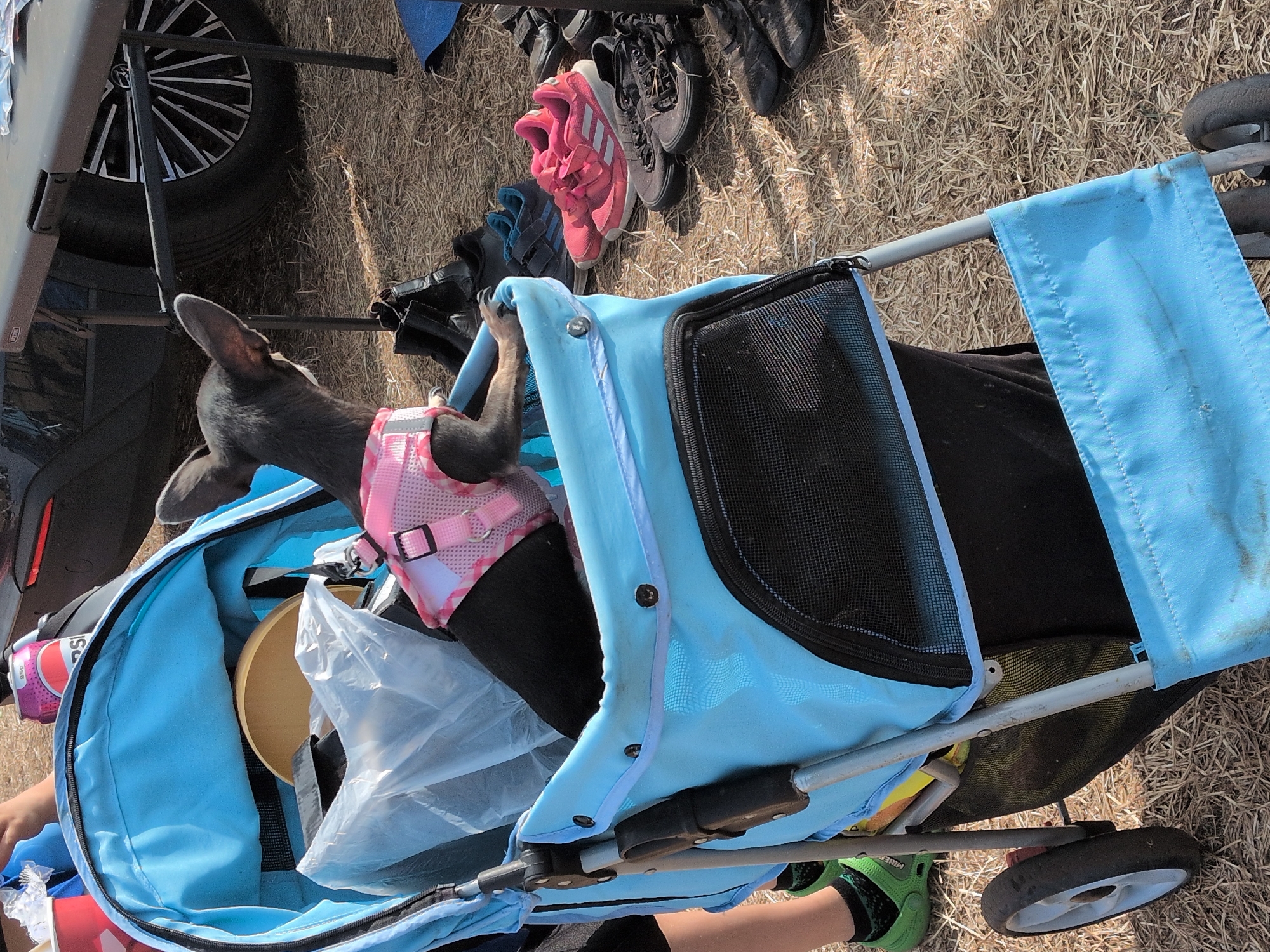 A small, dark-colored dog wearing a pink mesh harness is sitting in a blue stroller. The stroller is partially filled with a clear plastic bag and a yellow object. In the background, a person's legs and feet are visible, wearing green shoes and dark socks. Several pairs of shoes are scattered on the ground, which is covered in dry grass and straw. A dark-colored car and a table are also present in the background. The scene appears to be outdoors, possibly at an event or park. The image is a close-up shot, focusing on the dog and stroller. The location is specified as South Staffordshire, United Kingdom.