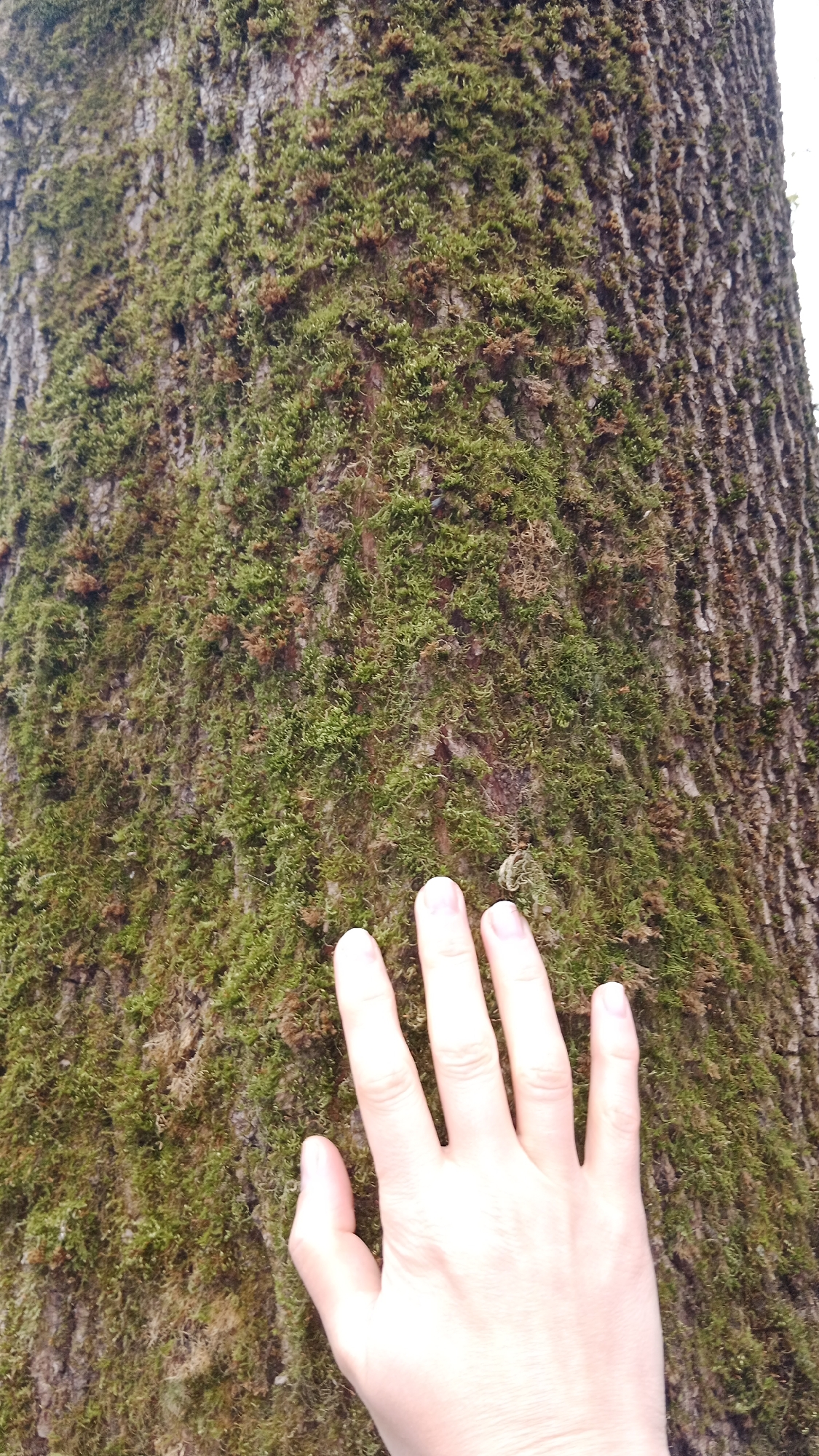 A close-up shot depicts a tree trunk densely covered in green moss. A Caucasian hand rests against the mossy trunk, with fingers extended. The bark of the tree is visible beneath the moss. The location in Moscow, Russia is not discernible from the visual information.