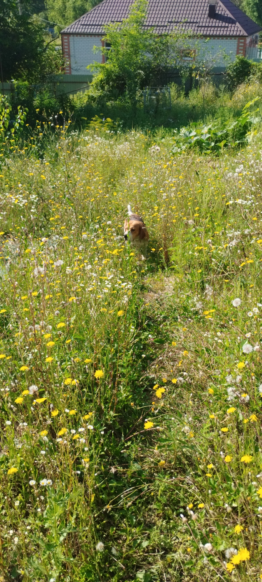 The image captures a natural outdoor scene, likely in Yaroslavskaya, Russia, during daylight. In the foreground and midground, a dense meadow is visible, filled with abundant green grass and numerous small yellow and white wildflowers, primarily dandelions and daisies. A narrow, worn path cuts through the vegetation, leading towards the background. A medium-sized dog, identified as a Beagle by its tri-colored coat (brown, white, and black) and distinct markings, is walking along this path, looking towards the viewer. The dog is positioned in the midground, partially obscured by the tall grass and flowers. In the background, a building with a red-tiled roof and light-colored brick walls is partially visible, surrounded by lush green trees and foliage, suggesting a rural or suburban setting. The overall impression is one of a sunlit, untamed natural environment with a domestic animal present.