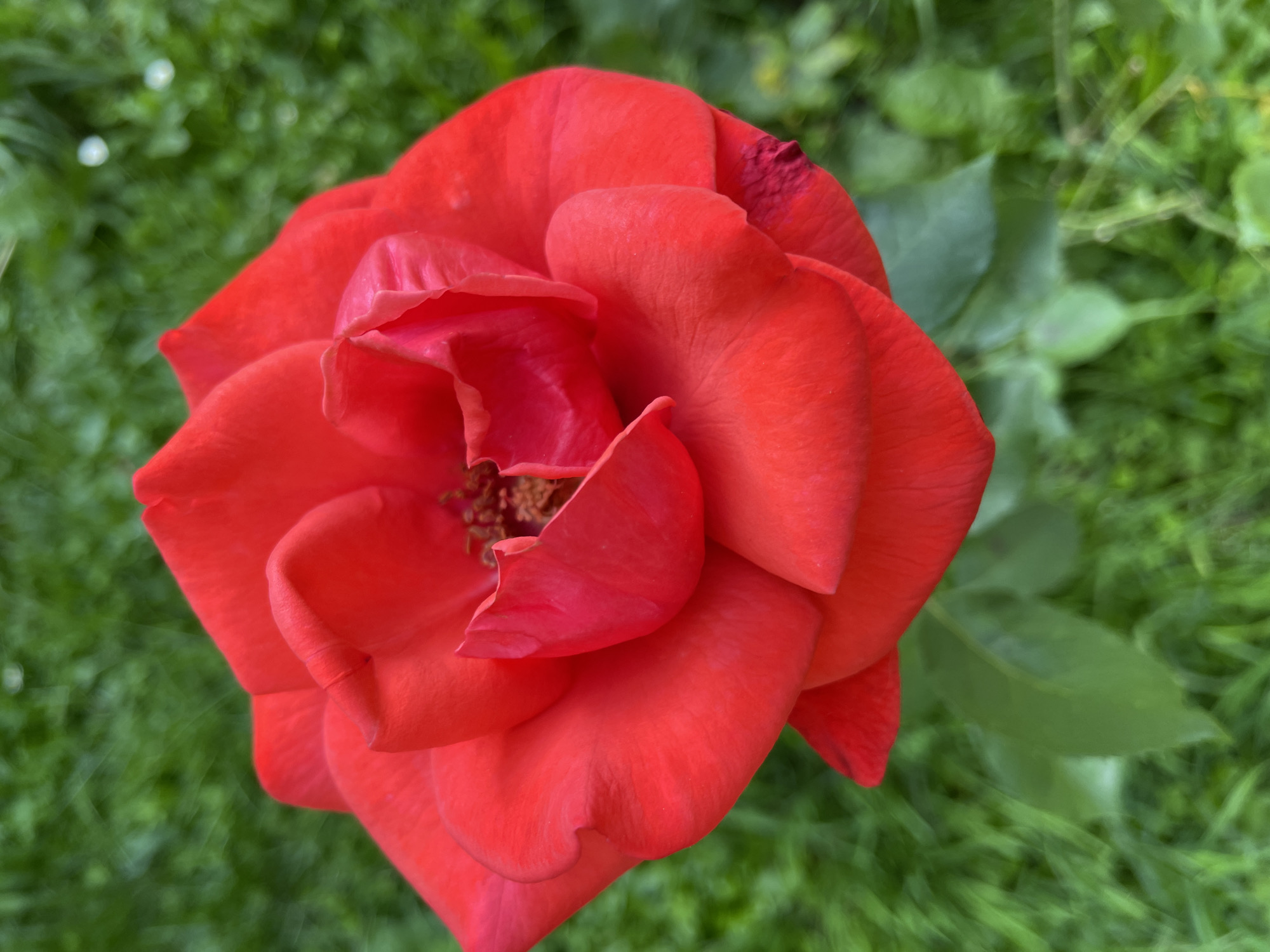 A vibrant red rose is in full bloom, its petals unfurling in a tight spiral towards the center. The rose is positioned centrally in the frame, with a blurred green background of grass and foliage. The lighting suggests it is daytime, possibly in a garden or park setting. There are no people or specific landmarks visible to indicate a location within Piatra-Neamț, Romania. The image is a close-up, nature-focused shot with a shallow depth of field.