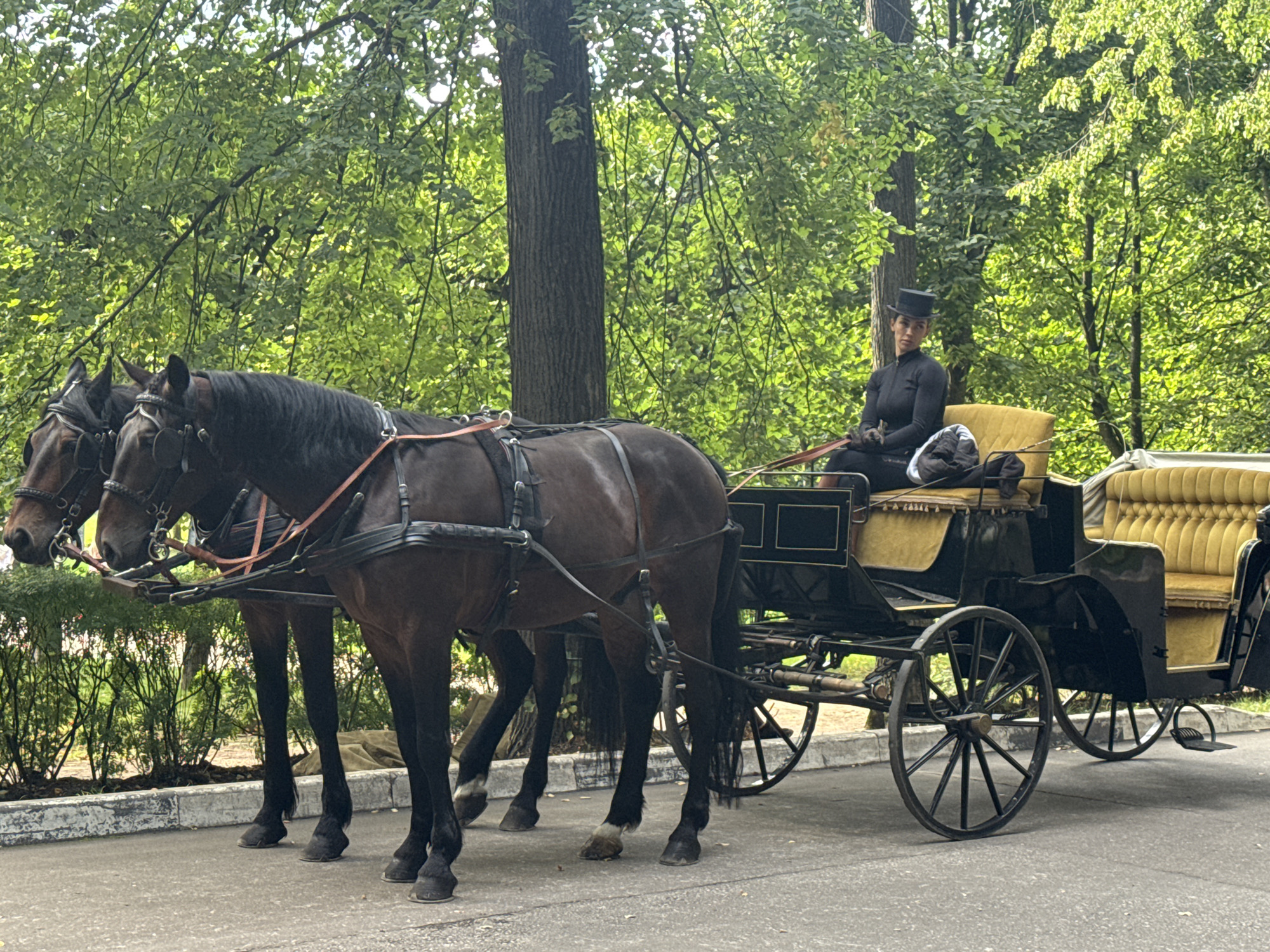 The image depicts a horse-drawn carriage at the Arkhangel'skoye estate in Moscow Oblast, Russia. Two dark-colored horses are harnessed to a black carriage with yellow upholstered seating. A woman, dressed in a dark, form-fitting outfit and a black top hat, is seated in the carriage, holding the reins. She appears to be looking towards the left side of the frame. The carriage is parked on a paved surface, with a stone curb and green foliage in the background. Sunlight filters through the dense green trees, creating dappled light and shadows. The overall impression is one of a historical or recreational setting, likely a park or estate grounds.
