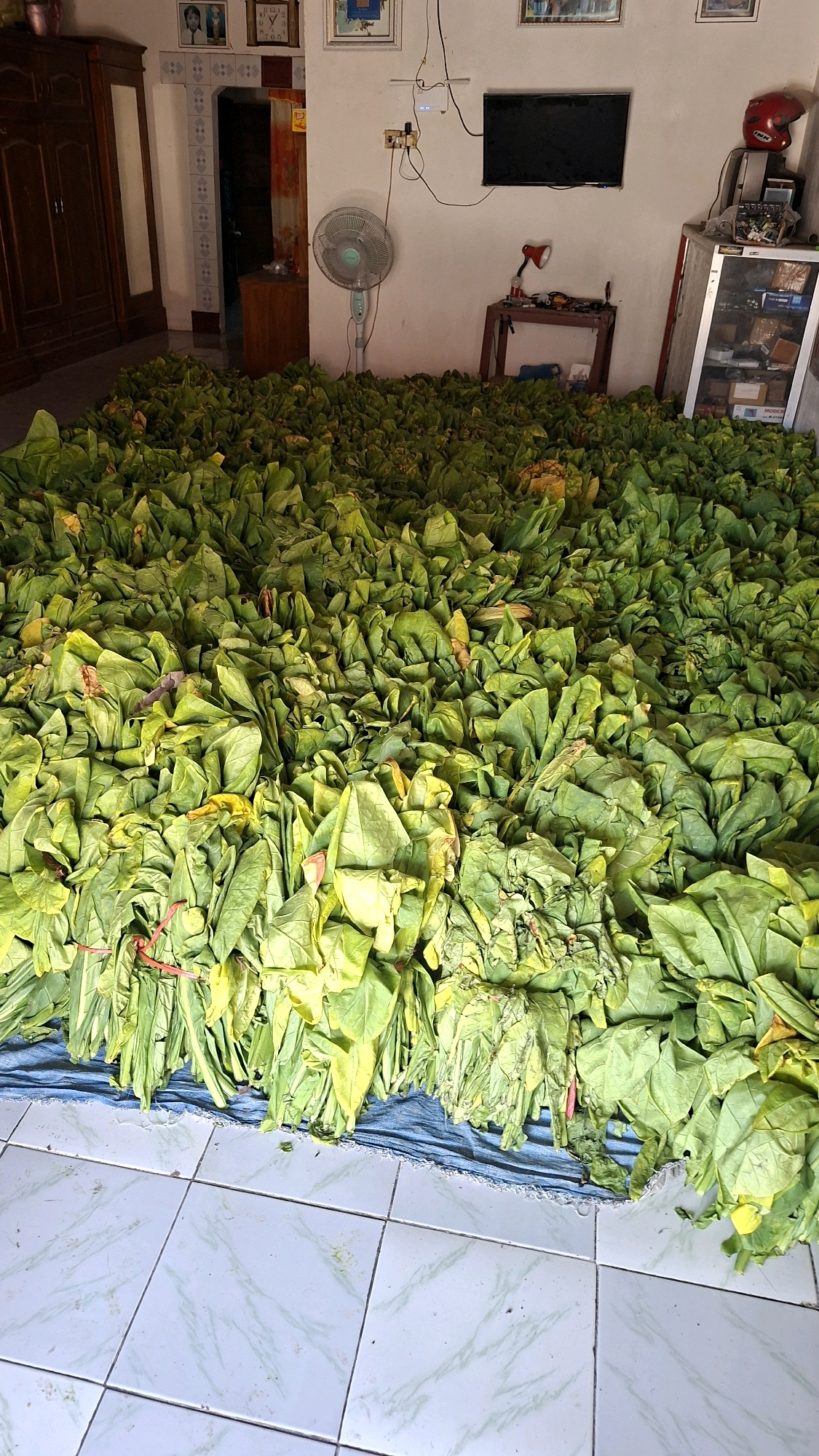 An interior scene shows a large pile of dried tobacco leaves covering most of the floor space. The leaves are a mixture of green and yellow and are piled on a blue tarp. In the background, there is a wooden cabinet, a fan, a television, and a small table with a lamp. The floor is tiled with a light-colored, marble-like pattern. There are no people visible in the image. The overall impression is of a storage area for agricultural produce within a residential or commercial space.