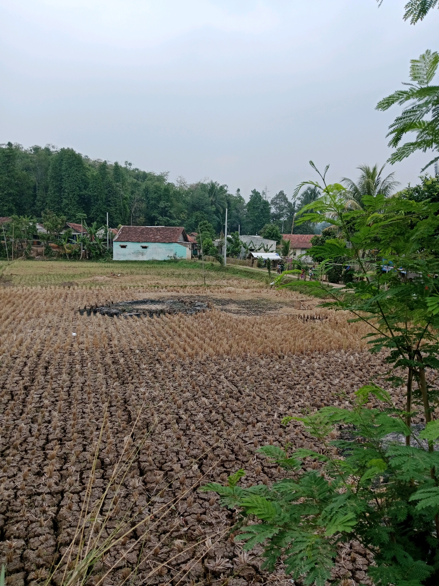 The image depicts a rural landscape in Cianjur, Indonesia, on a cloudy day. In the foreground, a dry, cracked field of harvested rice stubble stretches across the frame. The ground is textured with numerous small, upright stalks of dried rice plants. In the mid-ground, a small village is visible. Several houses with red-tiled roofs and light blue or white walls are nestled amongst lush green trees. Some of these houses appear to be older, with visible wooden structures and corrugated iron roofs. A dirt road winds through the village. In the background, a dense forest of green trees covers rolling hills. A few palm trees are also scattered throughout the scene. The overall atmosphere is serene and rustic, characteristic of a rural Indonesian setting.