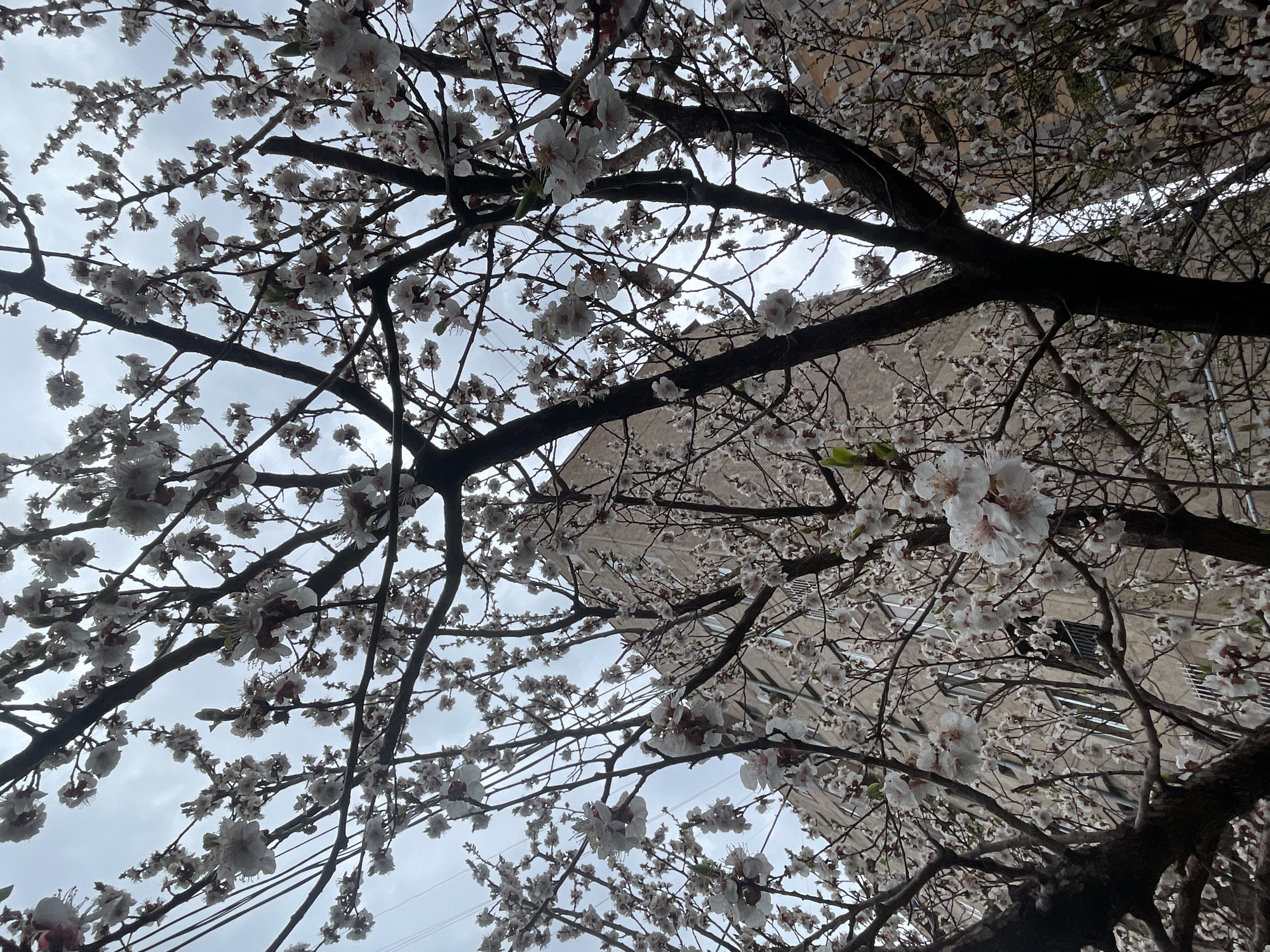 A low-angle shot depicts a tree in full bloom with white flowers against an overcast sky. The branches are dark and bare except for the flowers. In the background, a light-colored building is partially visible. Power lines are visible near the bottom of the frame. The location is Yerevan, Armenia.