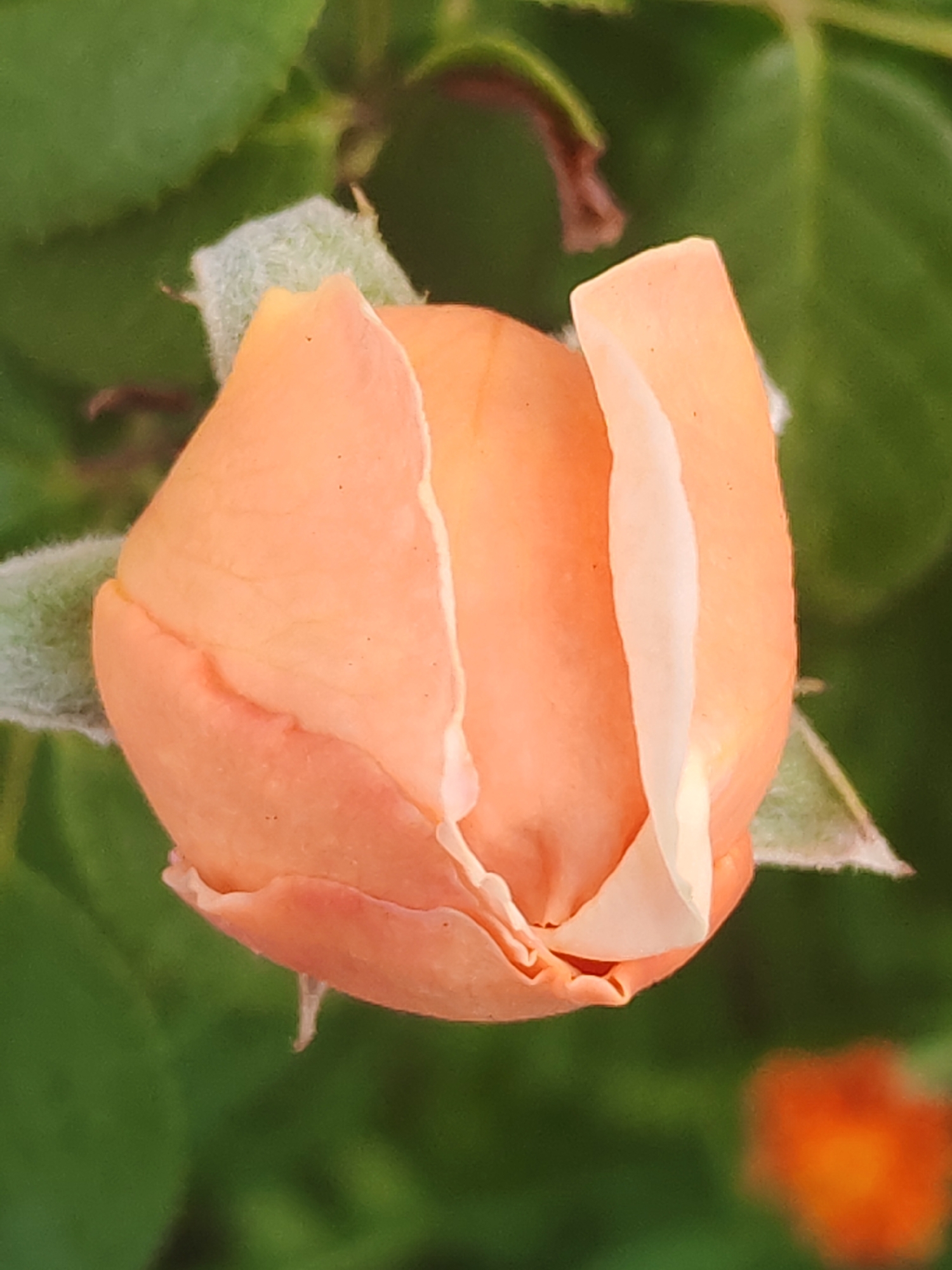 A close-up, eye-level shot of a single, closed peach-colored rosebud against a blurred green background. The rosebud is positioned centrally in the frame, with its petals tightly furled, revealing a creamy white interior on one side. The outer petals are a soft peach hue, with some appearing slightly velvety. The background consists of out-of-focus green leaves and a hint of another orange bloom in the lower right corner. The image does not depict any discernible urban environment, people, or specific actions. Its location within Sabunchu Raion, Azerbaijan, is not visually identifiable from the provided image.