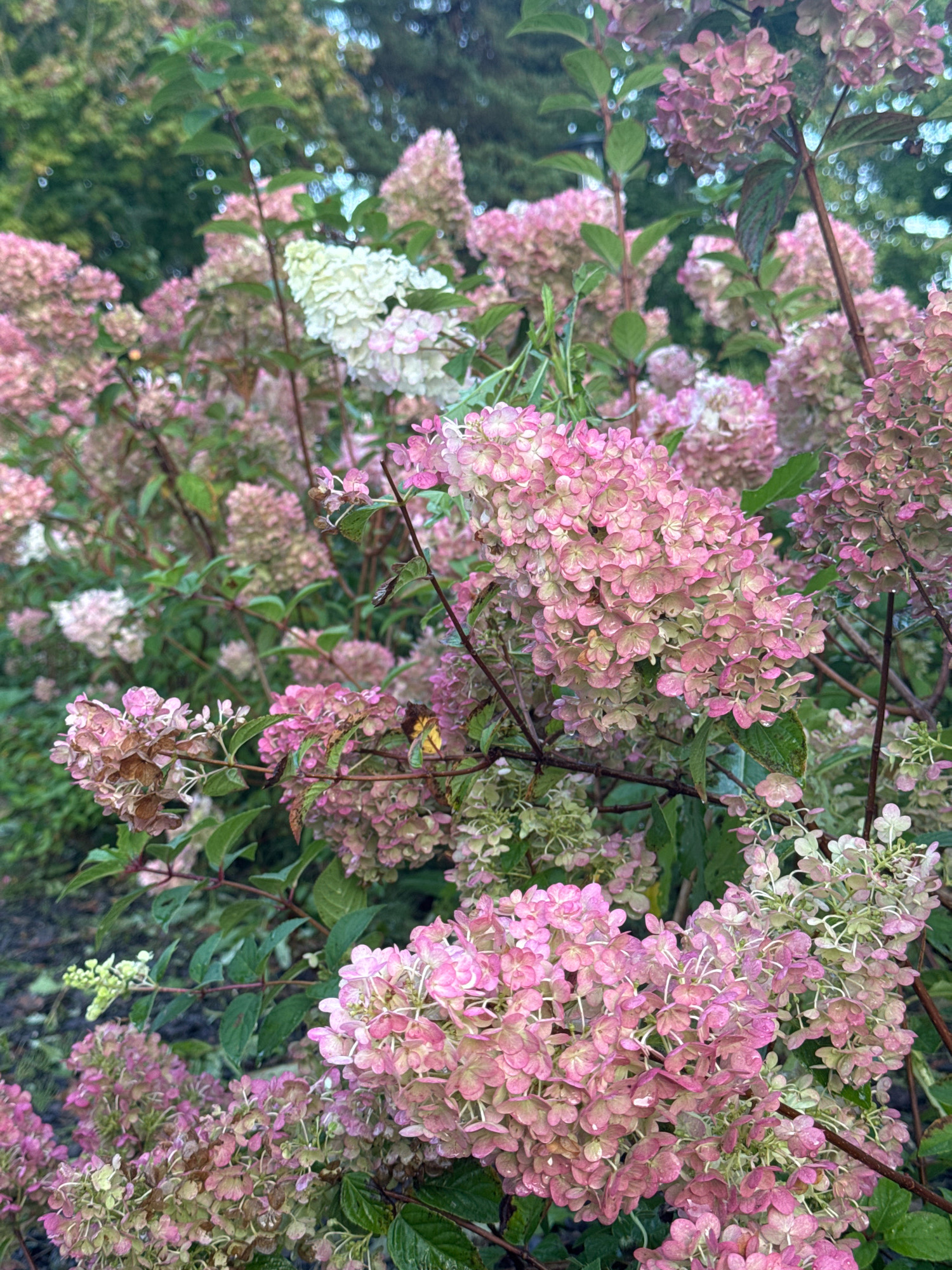 The image is a close-up, eye-level, outdoor shot of a large bush with clusters of pink and white hydrangea flowers. The flowers are in various stages of bloom, with some appearing fresh and vibrant, while others show signs of drying and browning. The foliage is dense and green, interspersed with the colorful blooms. The background is blurred, suggesting a natural setting, possibly a garden or park. There are no people or animals visible in the image. The lighting is soft and diffused, possibly indicating an overcast day or a shaded area. The image does not provide any specific details about the location in the city of Sosnoviy Bor, Russia.