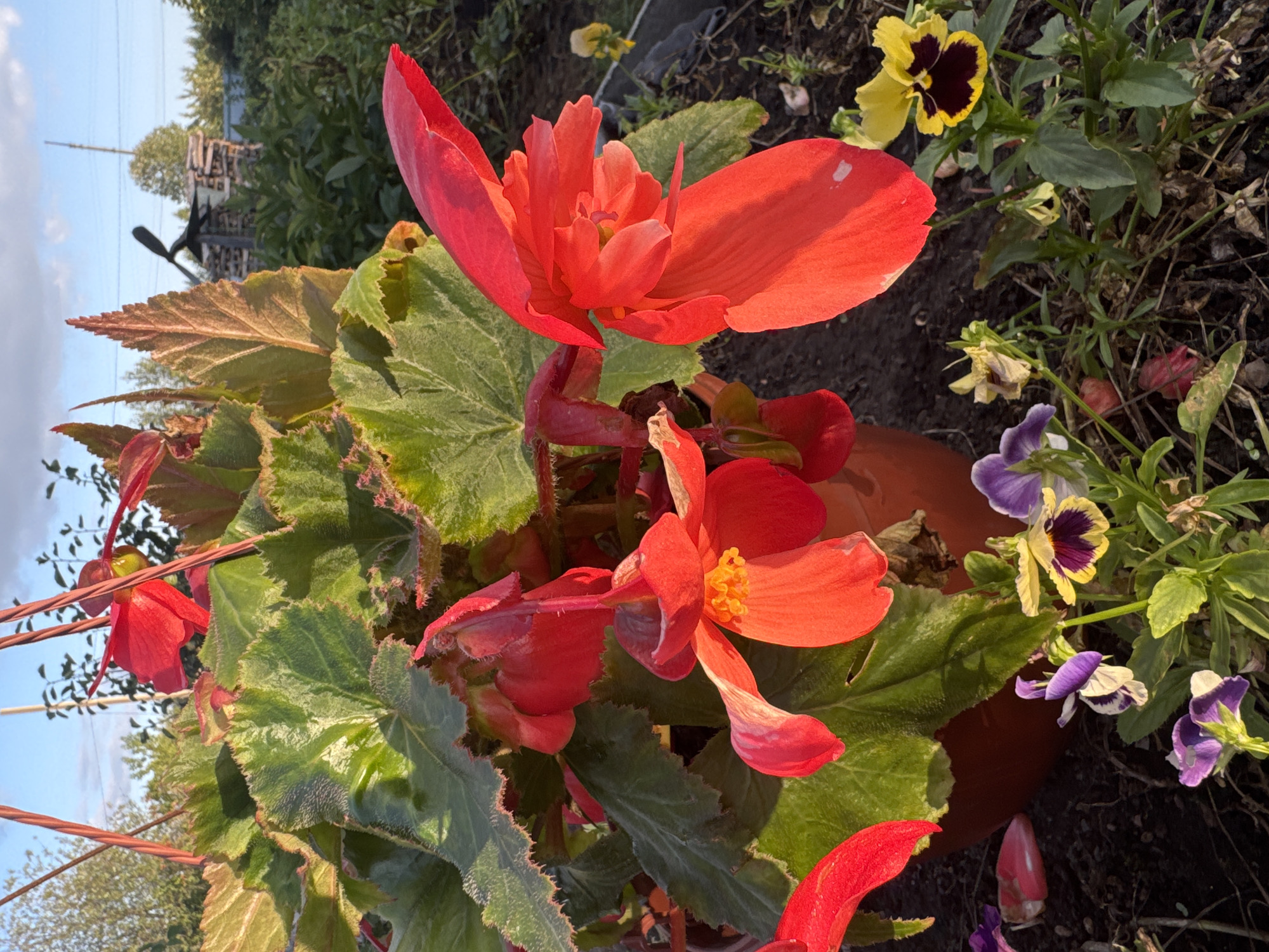 The image depicts a close-up view of a potted begonia with bright red flowers and large, textured green leaves, possibly located in a garden setting. In the foreground, several small pansy flowers with yellow, purple, and white petals are visible. The background shows a rural landscape with trees, a stack of firewood, and a utility pole, suggesting a location outside of a dense urban area. The sky is partly cloudy with a hint of blue. The lighting indicates it is likely late afternoon or early morning due to the long shadows. There is no indication of Rannii Rassvet, Russia, or any specific city. There are no people or animals in the image.