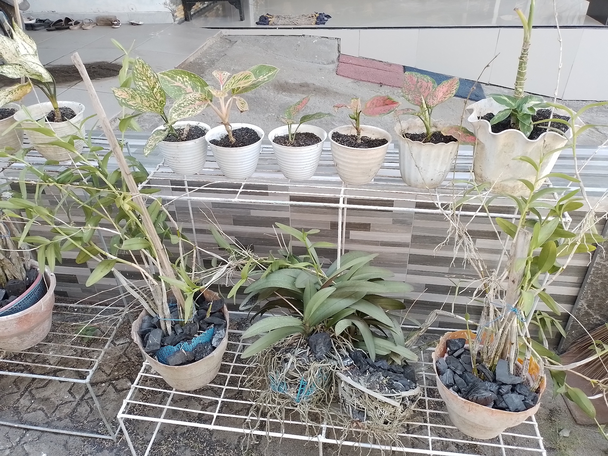In the city of Ngancar, Indonesia, an outdoor scene unfolds with a collection of potted plants arranged on white metal shelving units. The plants are diverse, with some featuring variegated leaves in shades of green, white, and pink, while others display elongated green leaves. Several pots are made of terracotta and contain charcoal or bark as a substrate. One pot is a light-colored, wavy-edged plastic container holding a plant with prominent aerial roots. The background consists of a tiled wall and a concrete floor. The lighting suggests it is daytime.