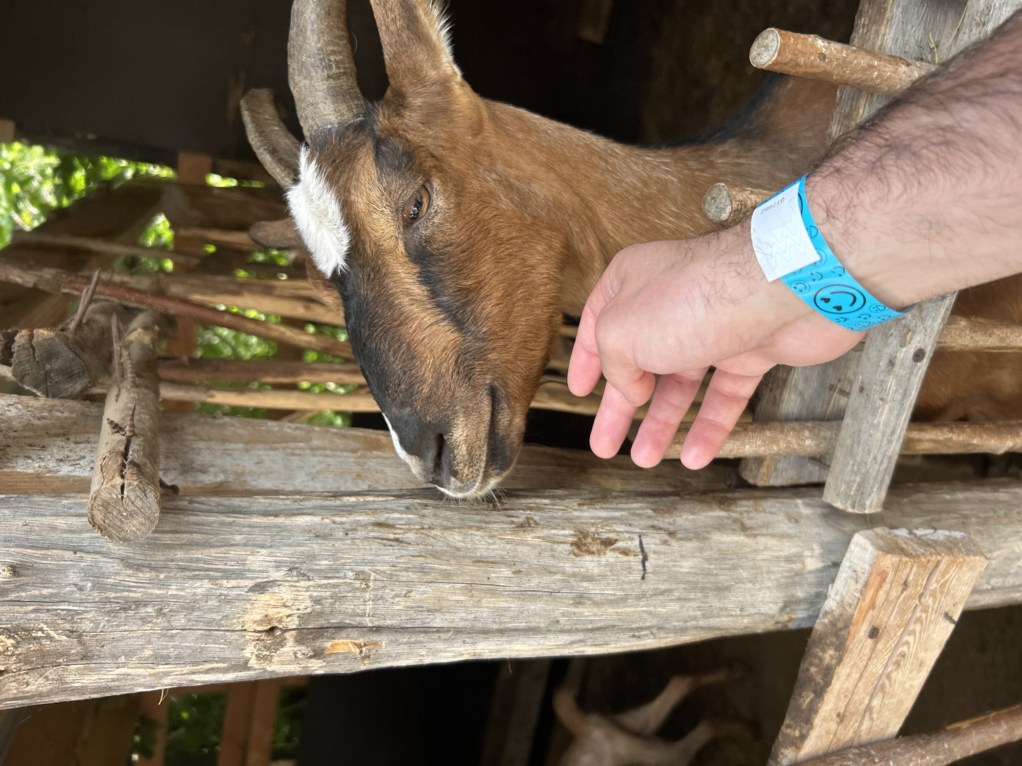 A close-up shot captures a brown goat with white markings on its forehead and back, interacting with a human hand. The goat's head is turned towards the hand, its eyes alert. The hand, positioned to the right of the frame, wears a blue wristband with smiley faces. The background suggests an outdoor enclosure, with weathered wooden posts and fencing, possibly at a farm or petting zoo. Lush green foliage is visible in the upper right corner, indicating a natural outdoor setting. The overall scene conveys a moment of gentle interaction between a human and an animal.