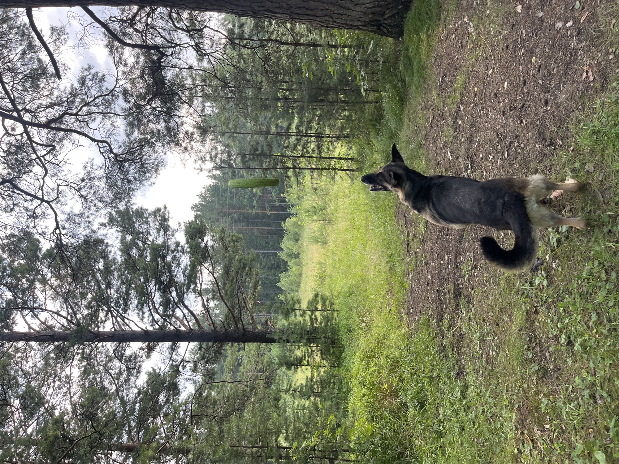 A German Shepherd dog stands on a dirt path in a pine forest, looking up at a cucumber suspended in mid-air. The dog's mouth is open as if anticipating catching the vegetable. The forest floor is covered in grass and pine needles. Tall pine trees with dense canopies surround the path, creating a dappled light effect. In the background, a meadow can be seen with more pine trees in the distance. The sky is overcast. The image appears to be taken in a natural setting, possibly a park or a hiking trail within the city of Nizhny Tagil, Russia.