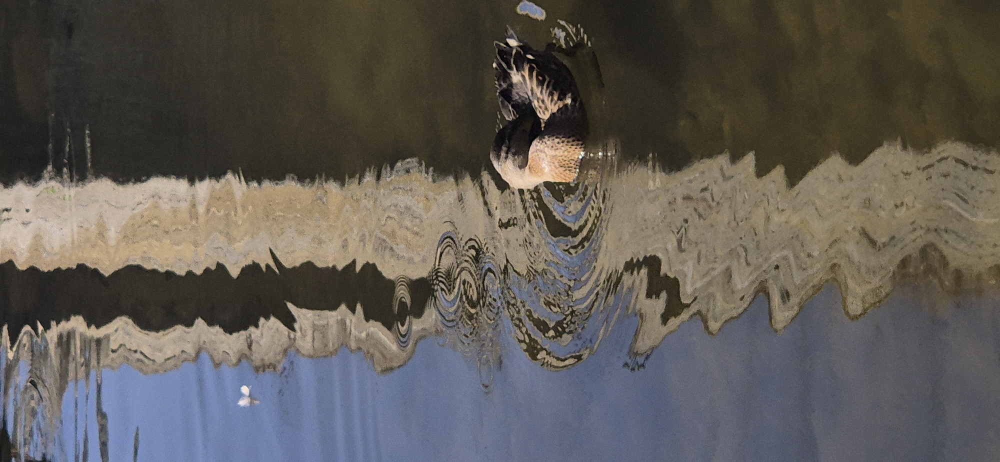A duck is swimming in a body of water, with a distorted reflection of a building in the background. The duck is facing towards the left of the image, with its head tucked down. Its feathers are brown and black, and it is creating ripples in the water as it swims. The reflection of the building is elongated and wavy, due to the movement of the water. The body of water is dark and murky, with areas of blue sky reflected on the left side. There is a small white object, possibly a feather or a flower petal, floating on the water to the left of the duck. The overall scene is peaceful and serene.
