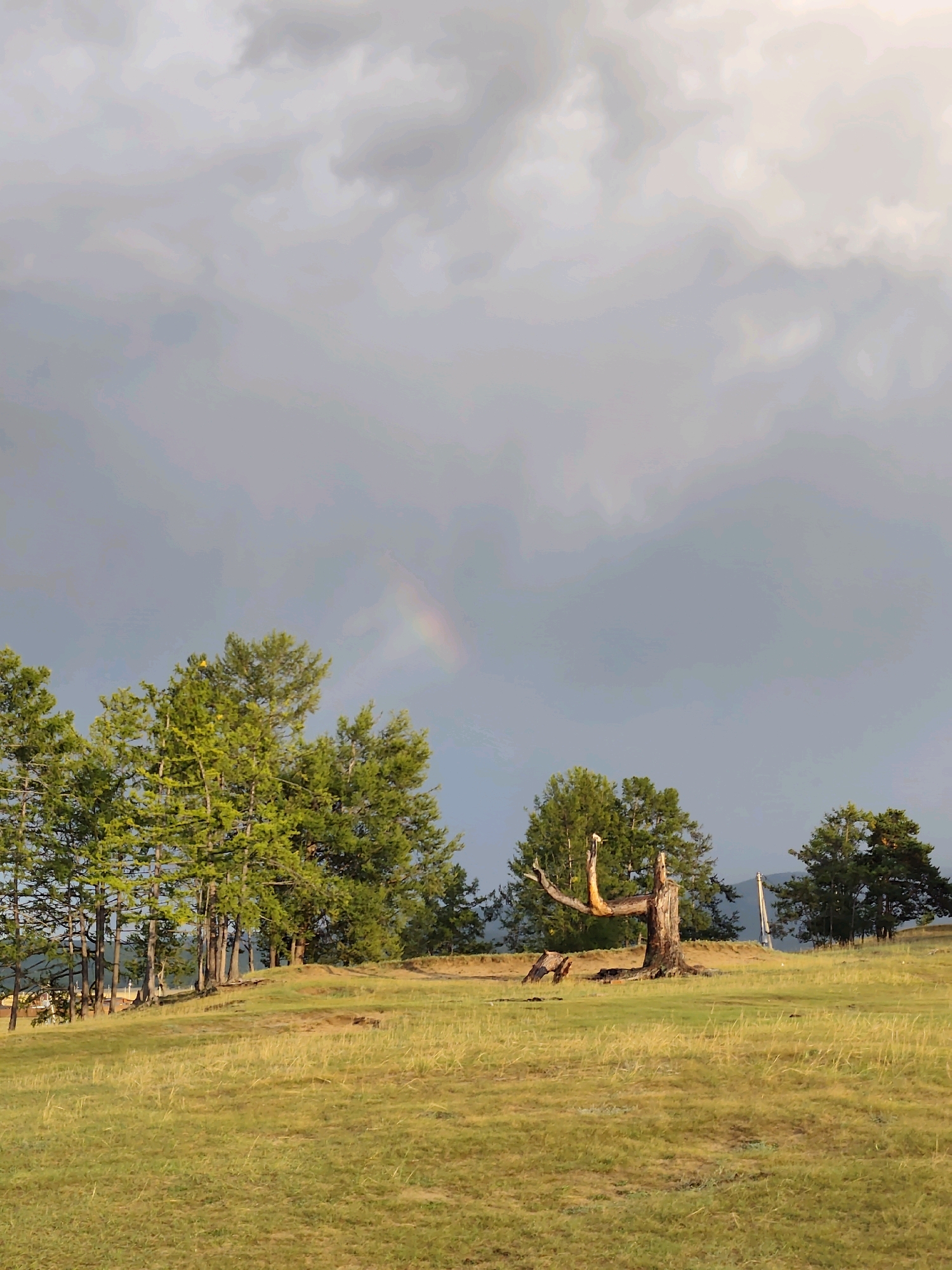 A pastoral landscape features a grassy hill under a dramatic, cloudy sky with a faint rainbow. In the foreground, tall, green coniferous trees stand in a line along the top of the hill. A weathered, dead tree trunk with an unusually shaped branch juts out from the earth in the middle of the frame, with a smaller piece of fallen wood nearby. In the background, more trees and a hazy mountain range are visible. The scene suggests a remote, natural setting in the vicinity of Kharantsy, Russia, likely during or after a rain shower.