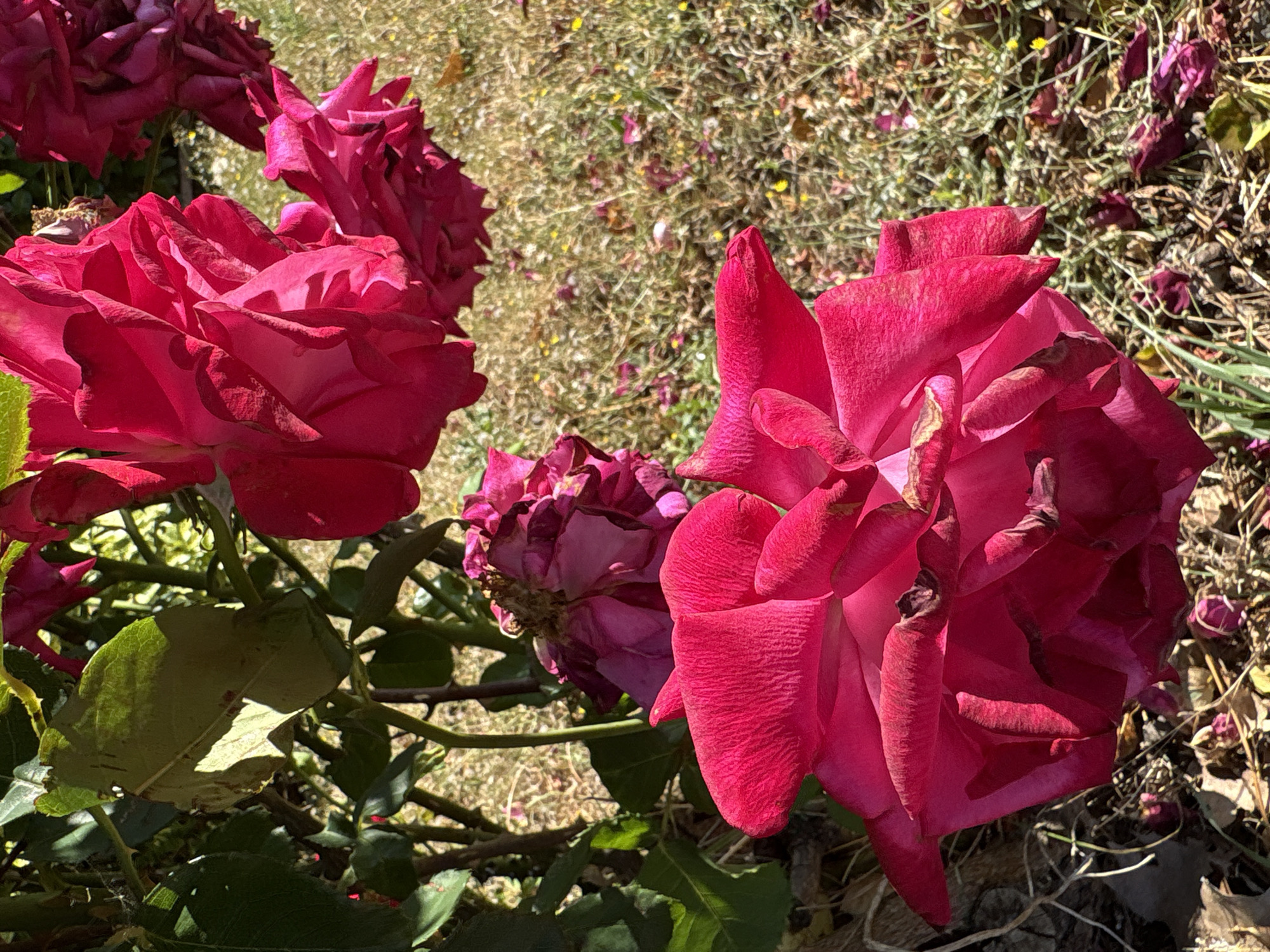 A close-up, high-angle shot captures vibrant, deep pink roses in bloom, set against a backdrop of dry, sun-drenched grass. The roses, some fully open and others partially unfurled, exhibit delicate, velvety petals with intricate folds. The leaves on the rose bush are a lush green, though some show signs of drying or damage. Scattered on the ground are fallen petals and dry foliage, suggesting late summer or autumn. The scene is bathed in bright sunlight, casting distinct shadows and highlighting the textures of the petals and leaves. The overall impression is one of natural beauty and the transient cycle of flowering. No people or man-made structures are visible. The specific location within Chelmsford, United Kingdom, cannot be determined from the image alone.