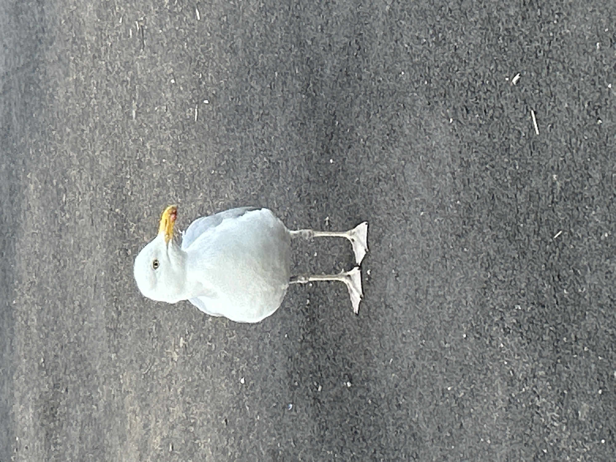 A lone seagull stands on a grey, asphalt surface with scattered debris. The seagull is facing to the right of the frame, with its beak slightly open, revealing a yellow and orange color. Its plumage is predominantly white with some light grey on its wings. The bird has pale yellow legs and feet. The background consists of the same grey asphalt, textured with small pebbles and lighter flecks. No specific landmarks of Helsingborg, Sweden are identifiable in this image.