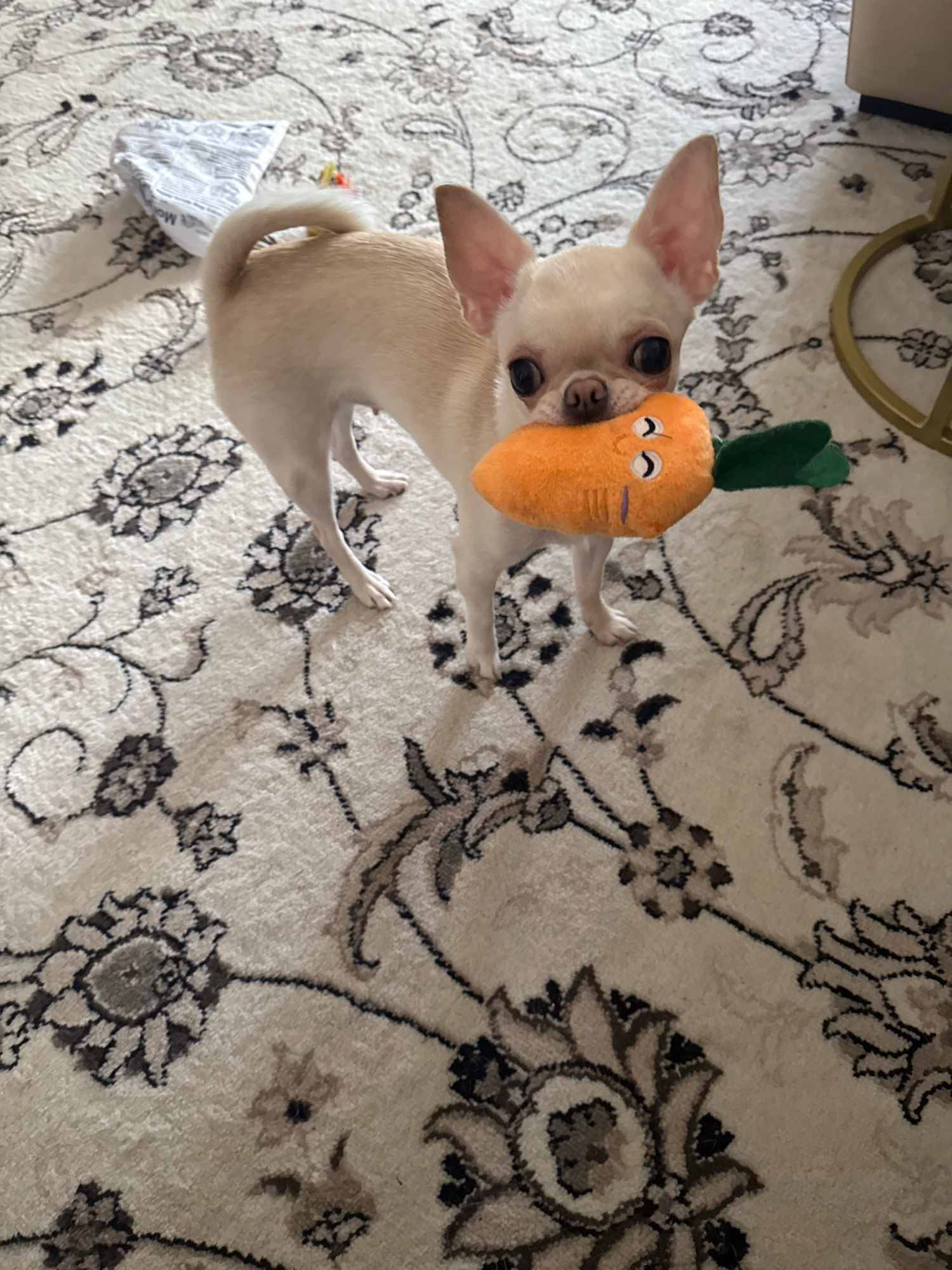 A small, tan Chihuahua dog is standing on a patterned carpet, holding a plush carrot toy in its mouth. The dog is facing the camera, with its ears perked up and large, dark eyes. The carrot toy is orange with green leaves and has a cartoonish face stitched onto it. The carpet has a light-colored background with a floral pattern in shades of grey and black. The scene appears to be indoors, possibly in a living room. There are no humans visible in the image. The image does not contain information that would allow for identification of the location in Novosibirsk, Russia.