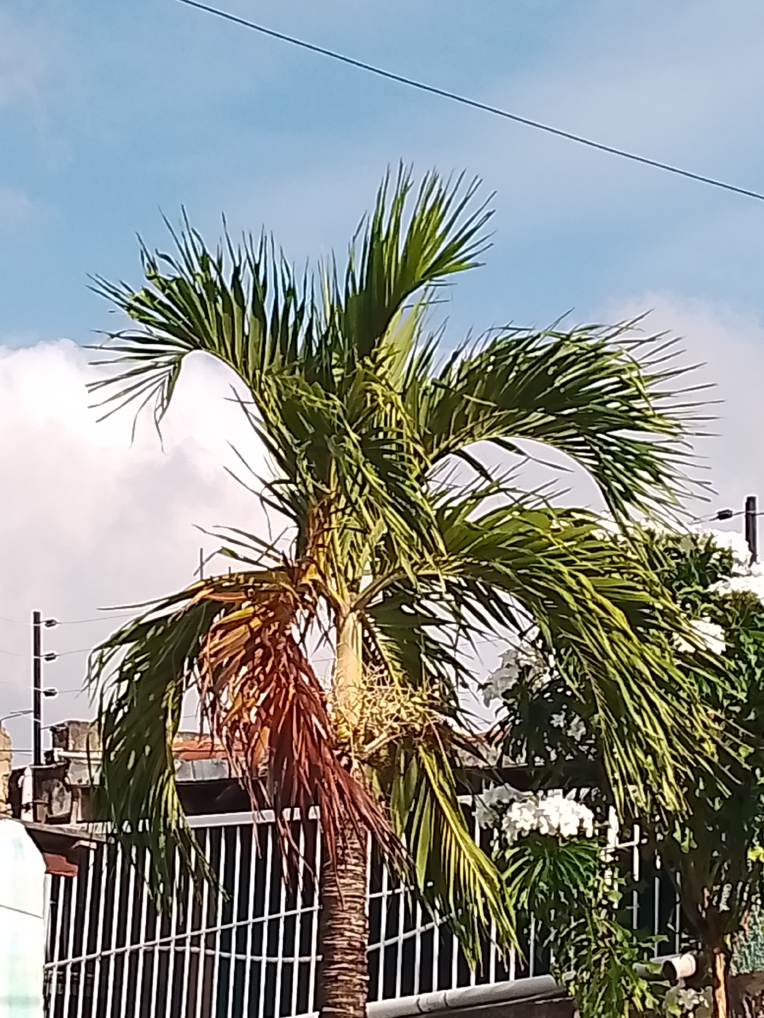 A close-up, slightly blurry photograph depicts a palm tree with green fronds in the foreground, set against a bright blue sky with scattered white clouds. The palm tree has a textured, brown trunk, and some of its fronds are brown and dry, appearing to be shedding. To the right of the palm tree, a cluster of white flowers on a green plant is visible. In the background, a white metal fence runs horizontally across the lower part of the image, with a portion of a building or structure peeking over it. Electrical poles and wires are also present in the background, suggesting an urban or semi-urban environment. The lighting indicates it is daytime. The scene is likely located in Altagracia, Venezuela, given the context provided. There are no people or visible actions in the image.