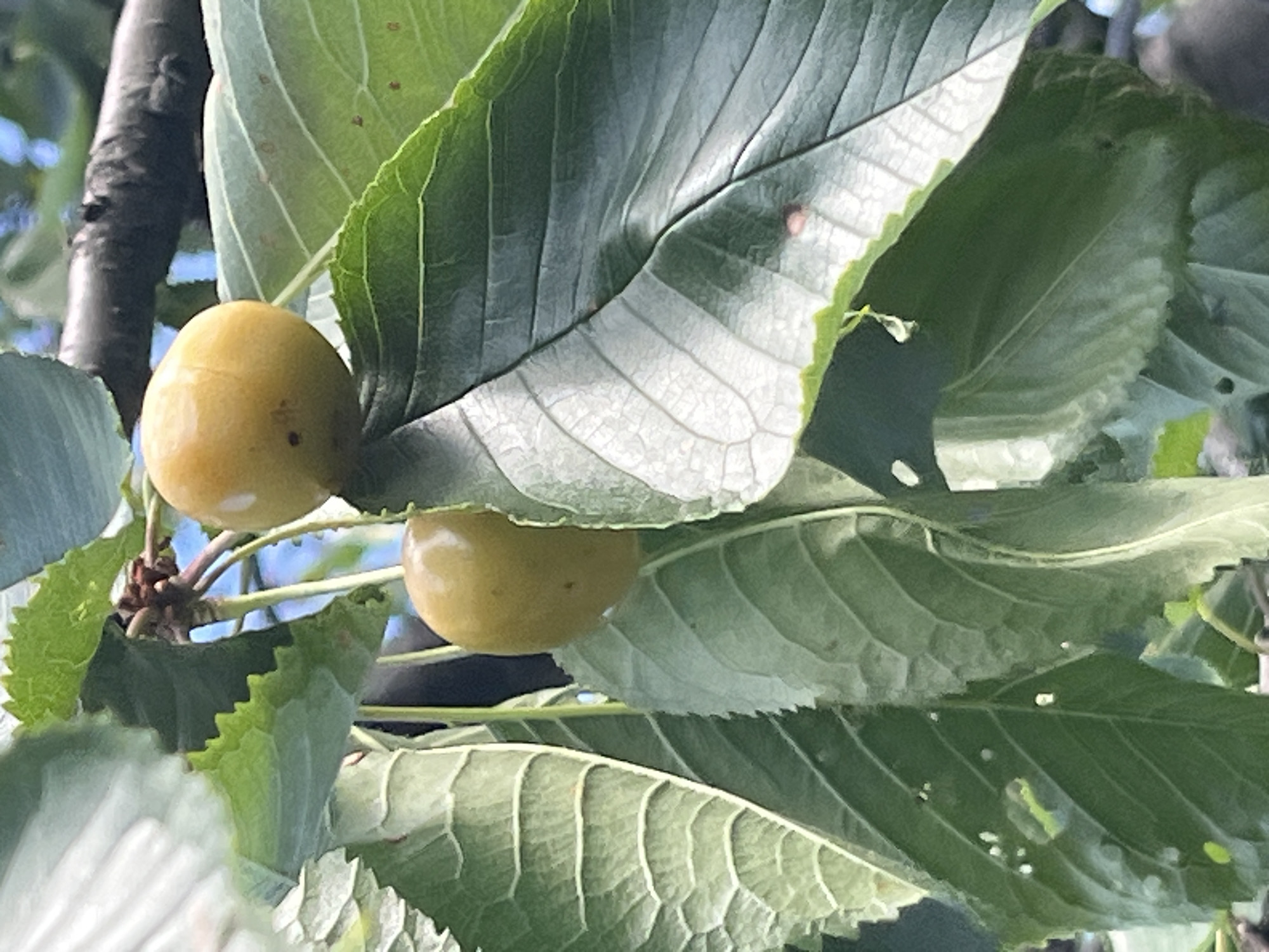 An extreme close-up shot captures two unripe yellow cherries hanging from a branch, nestled amongst large green leaves. The leaves exhibit prominent veins and some appear slightly damaged, with small holes visible on one. The background is blurred, hinting at foliage and a bright sky. The setting is a natural environment, potentially a garden or park within the city of Dnipro, Ukraine, given the context provided by the user. The focus is entirely on the fruit and foliage, with no human presence or activity evident. The lighting suggests an outdoor, daytime scene.