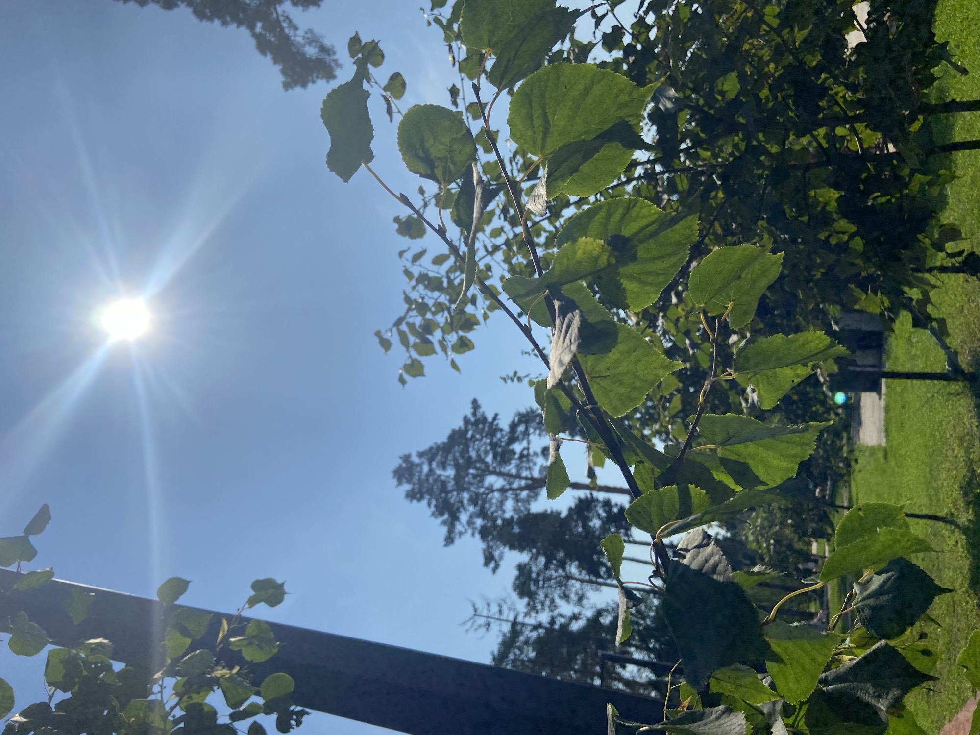 A low-angle, outdoor, medium shot captures a bright, sunlit scene with a clear blue sky. In the foreground, lush green leaves and branches of a tree are silhouetted against the sky, with the sun's rays beaming through. A dark, vertical pole, possibly a street lamp or utility pole, is on the left side of the frame. In the mid-ground, several tall pine trees are visible, their dark forms contrasting with the bright sky. Further in the background, a well-maintained green lawn and paved pathway suggest a park or public space. The overall ambiance is peaceful and natural, typical of an outdoor setting in Balashikha, Russia, during daylight hours.