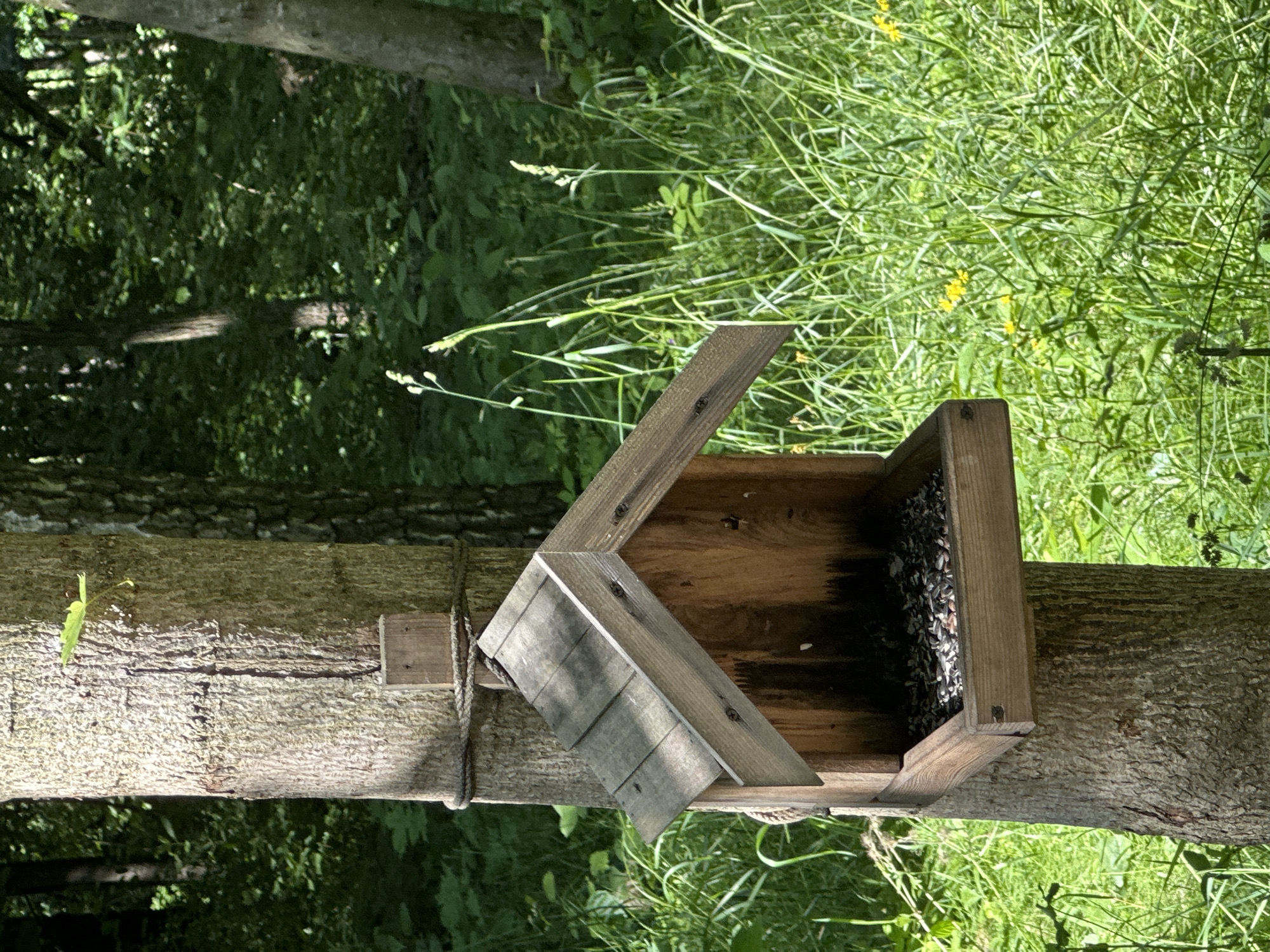 A wooden bird feeder is attached to a tree trunk with rope. The bird feeder is filled with seeds. The tree is in a grassy area with tall green grass and some small yellow flowers. In the background, there are more trees and dense green foliage, suggesting a wooded area. The scene appears to be outdoors in a natural setting. The location is identified as Pelikhovo, Russia.