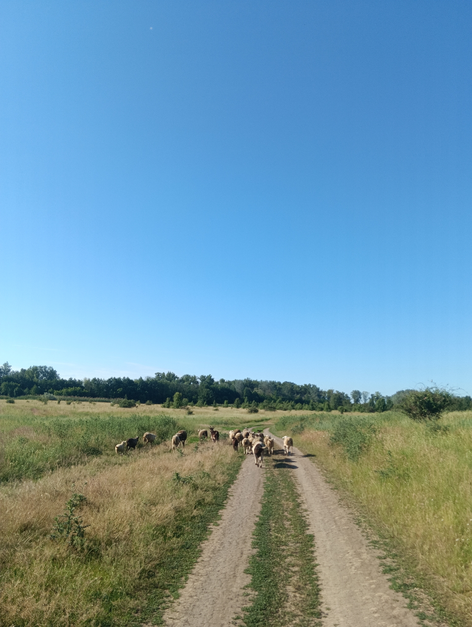 A flock of sheep walks along a dirt road through a dry, grassy field under a clear blue sky. The sheep are mostly light brown and white. In the distance, a line of trees forms a dark green border across the horizon. A few small green plants are scattered throughout the field. The sky is a bright, cloudless blue with a tiny speck of light, possibly the moon or a distant bird. The road is textured and dusty, with patches of green grass growing along its edges. The scene appears to be rural or semi-rural, with no buildings or urban infrastructure visible.