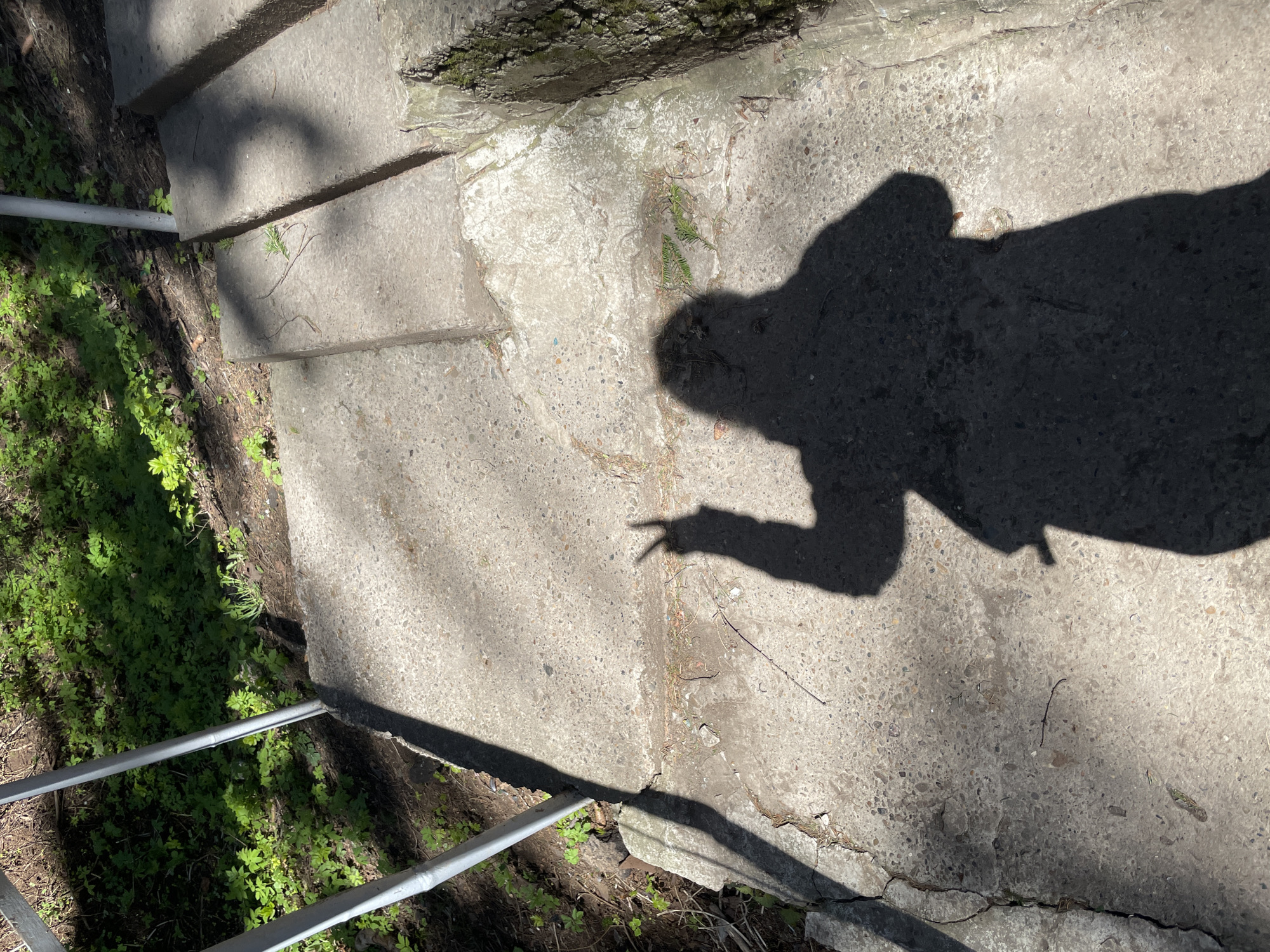 An outdoor, sunlit scene depicts a concrete staircase with a metal railing, adjacent to an area of vibrant green foliage and earthy ground. The image is composed from an overhead perspective, looking down onto the path.
The most prominent feature is the dark shadow of a person cast onto the light-colored concrete surface. The shadow clearly shows the outline of a head, shoulders, and an arm extended forward, with the hand forming a distinctive "peace" or "V" sign. The shadow's long and distinct form suggests bright, direct sunlight, likely during the mid-morning or afternoon.
The concrete stairs, composed of rough, grey material, ascend towards the upper left portion of the frame. A simple metal handrail runs along the left side of the stairs, separating them from the densely vegetated ground below. The ground cover consists of small, bright green plants and some scattered dry leaves or twigs. Patches of moss or small weeds also grow in the cracks and edges of the concrete. A tree trunk is partially visible at the far top right, resting against the concrete steps.
The scene appears to be in a natural or semi-natural setting, possibly a park, garden, or path on a hillside, somewhere in Izhevsk, Russia. The bright lighting and distinct shadows indicate clear weather. There is no visible text in the image.