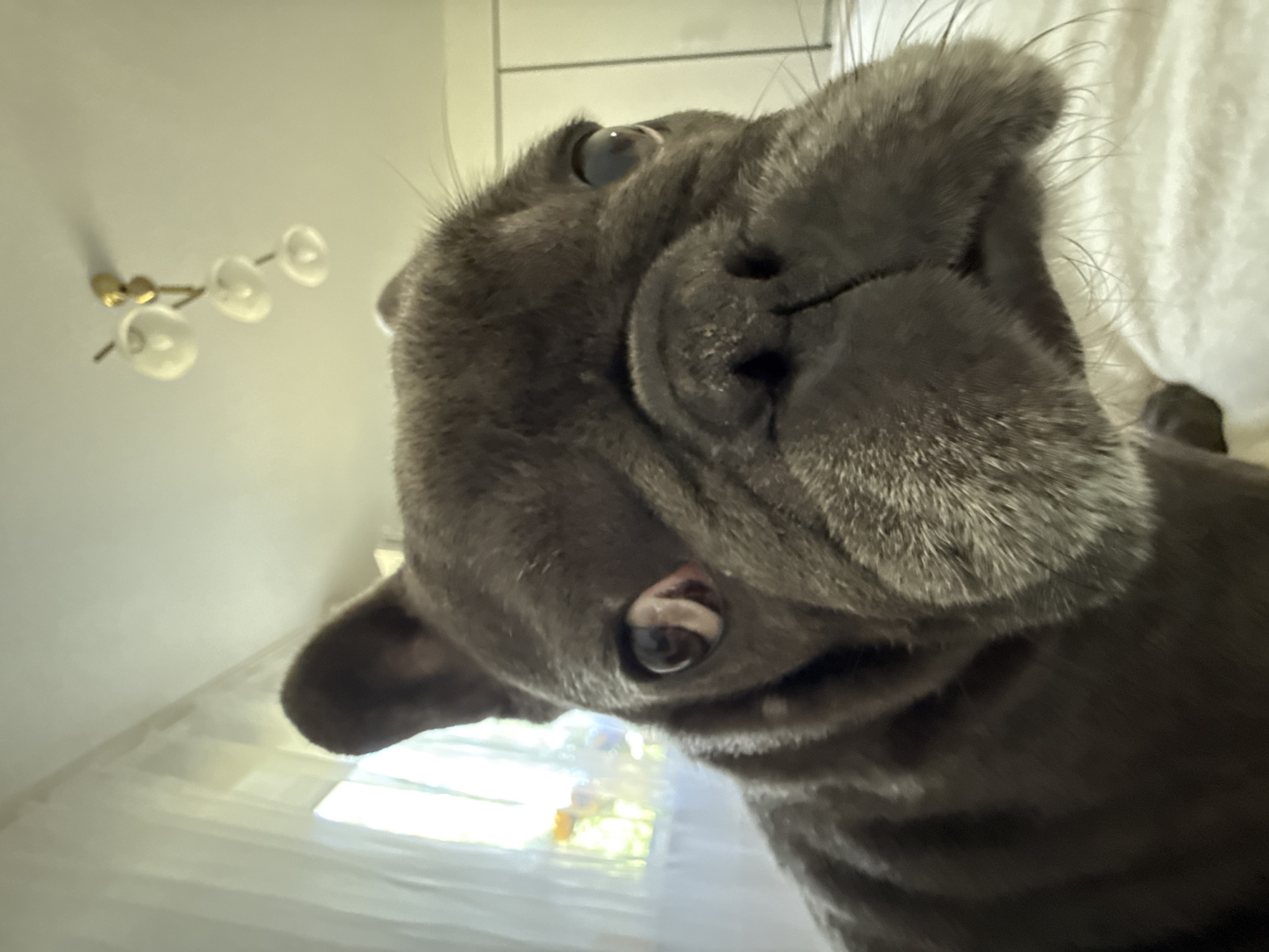 This is a close-up, low-angle, eye-level photograph of a dark gray French bulldog. The dog's face fills the majority of the frame, with its left eye, nose, and part of its mouth and ears visible. The dog's left eye is wide open, with a noticeable pinkish tinge around the pupil. Its snout is wrinkled, and its whiskers are long and prominent. The dog appears to be indoors, possibly on a bed, as a white, textured surface is visible in the lower right portion of the image, which could be bedding. Behind the dog, to the left, a window with sheer white curtains is visible, allowing diffused natural light to enter. The curtains have a vertical pattern. In the upper right quadrant of the image, a modern, multi-bulb light fixture is mounted on a light-colored ceiling. The background is softly blurred, suggesting a shallow depth of field. No specific location in Bad Sachsa, Germany can be identified from the provided image.