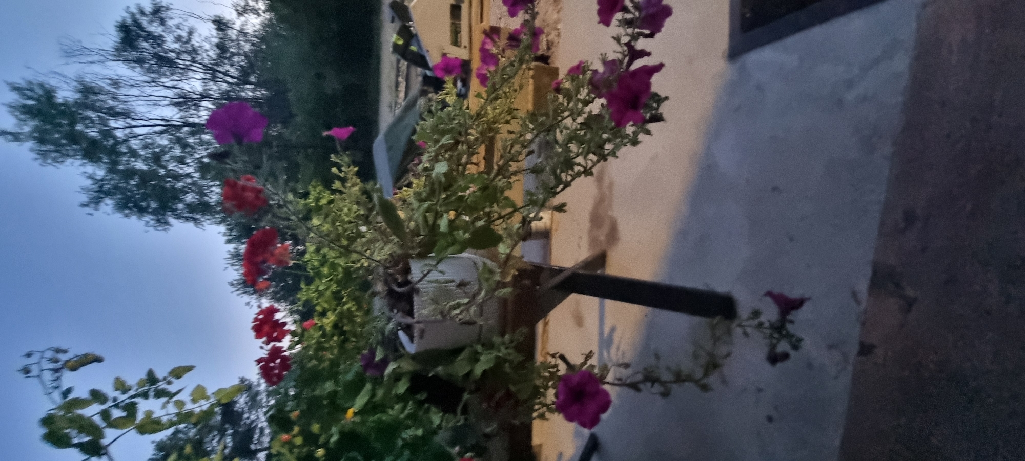 This is a close-up, low-angle, outdoor shot of blooming flowers in a pot. The pot is white and sits on a wooden table. The flowers are a mix of red and purple, with some green foliage. The background is blurred and shows trees and a light blue sky, suggesting it is dusk. The scene appears to be a garden or patio area. The location is identified as Szczaki, Poland.
