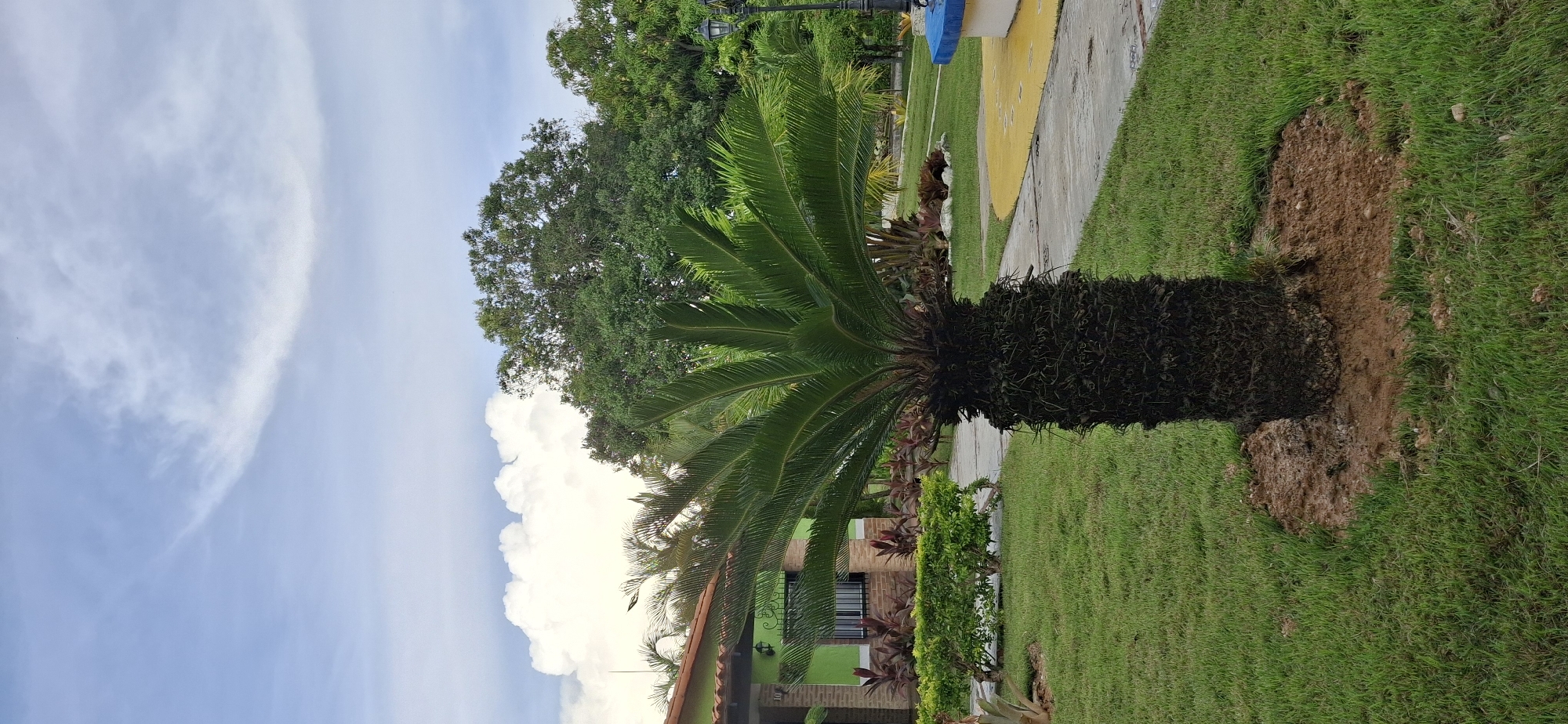 The image shows a sago palm tree in the foreground, with a green house with a terracotta roof in the background to the left. There are also other trees and lush green grass. A paved pathway runs from the foreground towards the background, with a yellow painted area to the right. The sky is visible above, with clouds and a light blue hue. The scene appears to be in an outdoor setting, likely a residential or park area. The location is identified as Vallecito, Venezuela.