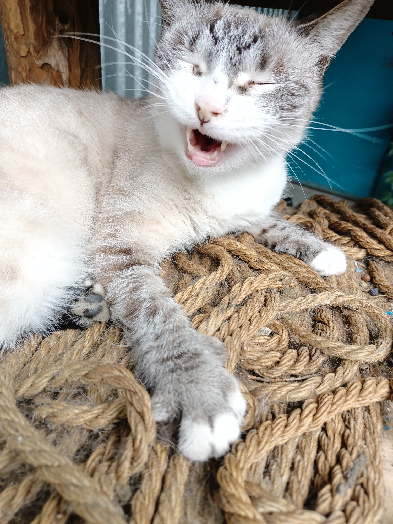 A close-up, vertical, eye-level shot shows a light-colored cat with gray tabby markings yawning. The cat is lying on its side, partially on a weathered wooden surface and on a thick, twisted rope. Its eyes are closed, its mouth is open wide, revealing its pink tongue and sharp teeth, and its whiskers are fanned out. The background is blurred, with a teal-colored surface and some greenery visible. The image does not provide any specific details about the city of Almaty, Kazakhstan, or any other location.