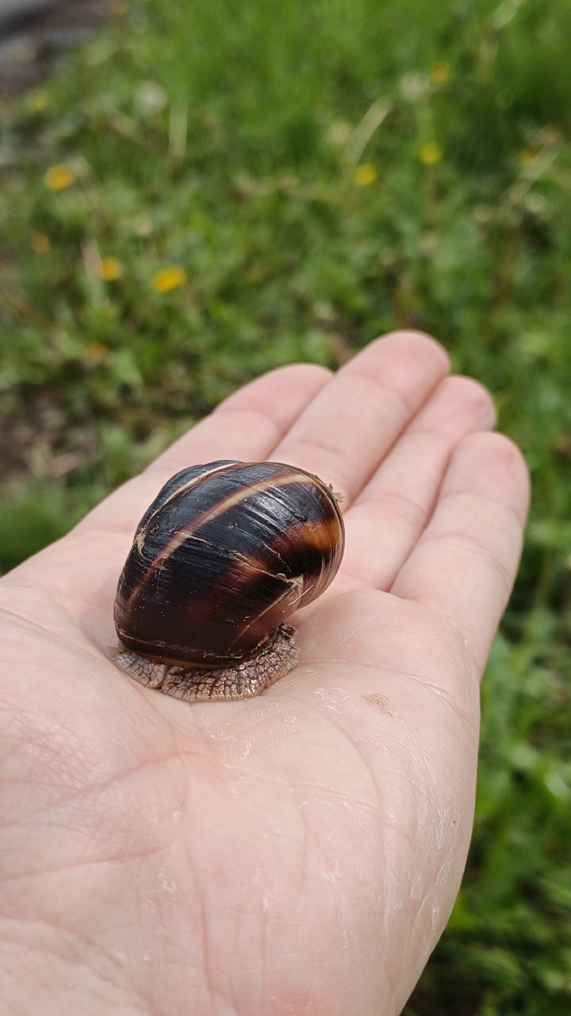 A high-angle, close-up shot shows a snail resting in the palm of a person's hand. The snail's shell is dark brown with lighter brown and tan bands. The snail's body is visible underneath the shell. The person's palm is light pink in color with visible skin texture and lines. The background is out of focus, but appears to be a grassy area with some yellow flowers. The location is specified as the city of Goryachiy Klyuch, Russia.