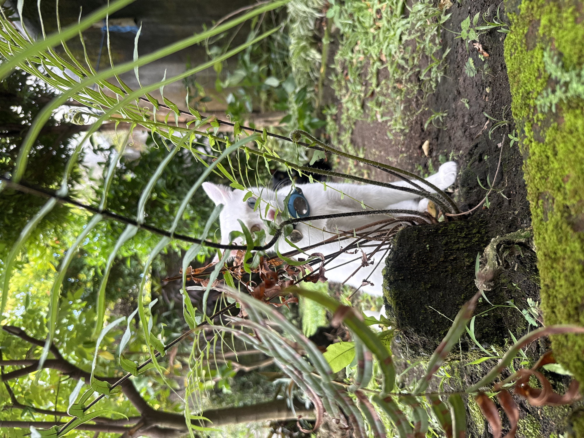 A white cat with a blue collar is resting in a lush outdoor environment. The location is North Kuta, Indonesia. The cat is lying among ferns, moss, and other vegetation, possibly in a garden or wooded area. The background includes various green plants and possibly trees.