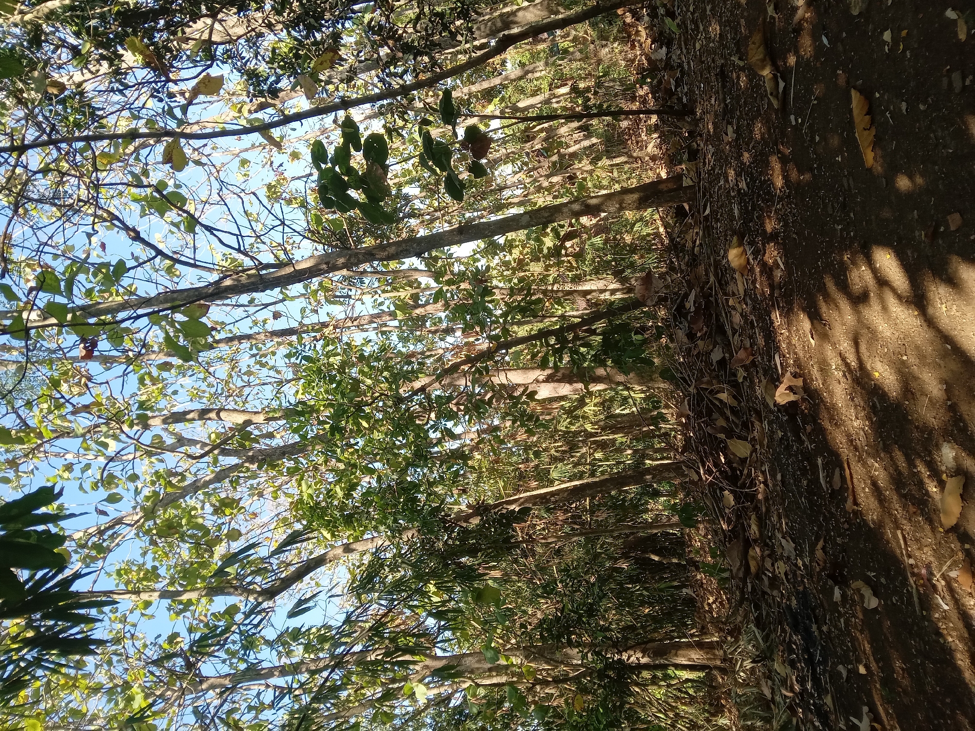 The image depicts a dense forest scene in Kedunggudel, Indonesia. The forest floor is covered with fallen leaves and debris, with sunlight filtering through the canopy, casting shadows on the ground. Various trees, some with smooth, light-colored bark and others with darker, rougher textures, are visible throughout the image. The foliage is lush and green, indicating a vibrant ecosystem. The sky is a clear blue, suggesting a bright, sunny day. There are no people or animals present in the frame. The overall impression is one of a natural, untouched environment, characteristic of rural areas in Indonesia.