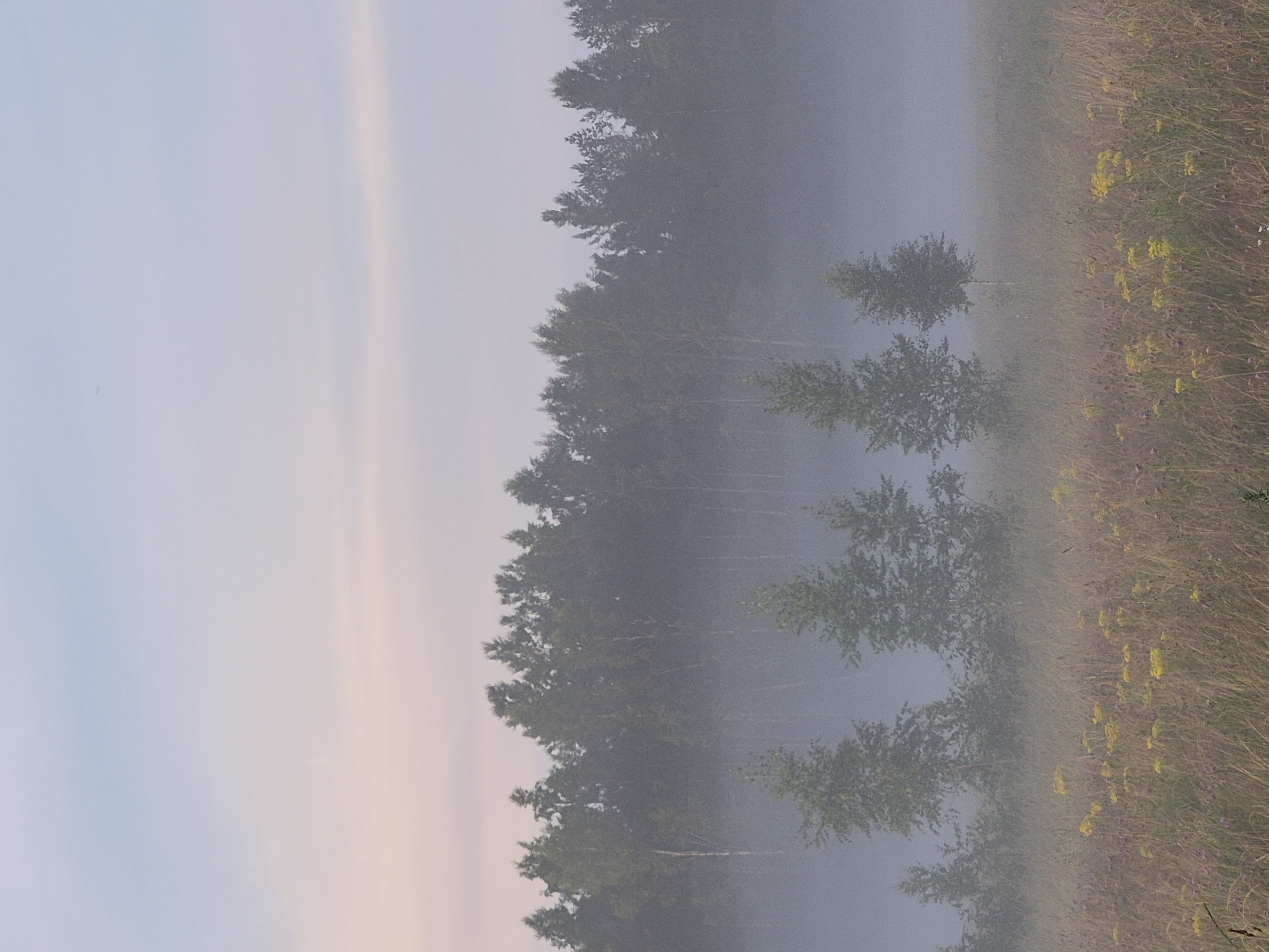 An early morning scene unfolds in a meadow outside the city of Sooblase, Estonia, enveloped in a gentle fog. The sky displays soft pastel hues of pale blue and pink, indicating either dawn or dusk. A dense line of trees forms the horizon, partially obscured by the mist. In the foreground, a meadow is dotted with wildflowers, primarily yellow and purple, interspersed with tall grasses. Several young trees stand scattered in the meadow, also shrouded in the fog. No people are present in the image, and no discernible actions or interactions are taking place. The environment is tranquil and natural, characterized by the diffused light and the ethereal presence of the fog.