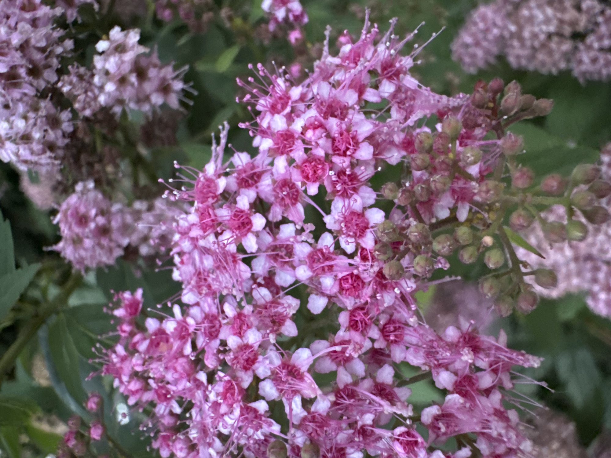 The image shows a close-up view of a cluster of small pink and white flowers with delicate stamens. The flowers are in various stages of bloom, with some appearing as tight buds and others fully open. The background is filled with more of the same type of flowers and green foliage, suggesting a garden setting. The lighting appears to be natural, possibly daylight, and the focus is sharp on the central cluster of flowers, with the background slightly blurred. There are no people or animals visible in the image. The scene is outdoors and appears to be a natural setting. The image is a photograph of a plant.