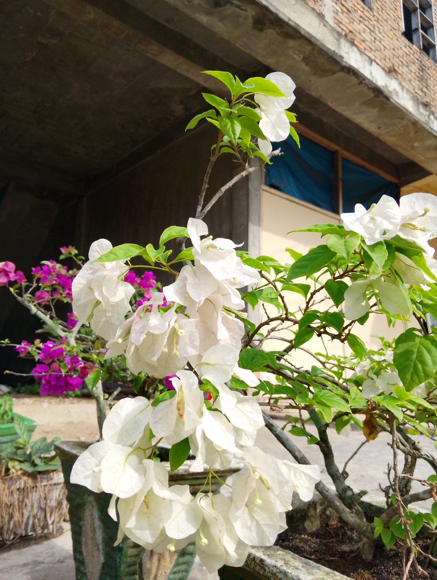 In Serbelawan, Indonesia, a close-up, eye-level shot focuses on clusters of white bougainvillea flowers in the foreground. The flowers, with delicate, papery petals, are set against a backdrop of a weathered brick building under a concrete overhang. To the left, a bush with vibrant magenta bougainvillea flowers is partially visible, adding a contrasting splash of color. The scene appears to be outdoors, possibly in a courtyard or garden area adjacent to the building, with sunlight illuminating the white flowers.
