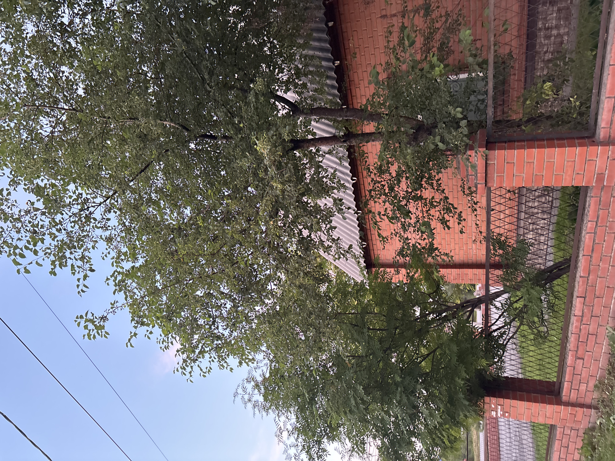 In Vishnevka, Russia, a red brick building with a corrugated metal roof is partially obscured by lush green trees. A brick fence with a metal mesh encloses the property, separating it from a grassy area. Power lines stretch across the clear blue sky, with a faint pinkish hue suggesting either dawn or dusk. The scene is peaceful, with no people or animals visible.