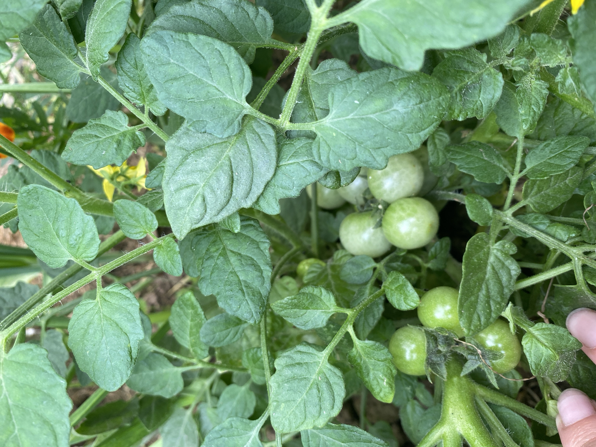 An overhead, close-up shot shows a cluster of unripe green tomatoes and tomato plant leaves in an outdoor garden setting. The tomatoes are round and vary in size, with several clustered together on thin stems. The leaves are a vibrant green with visible veins and a slightly fuzzy texture. Some yellow flowers are visible in the background. The ground beneath the plants is dark and appears to be soil. A person's hand is visible in the lower left corner, with fingertips gently touching the leaves. The lighting suggests it is daytime.