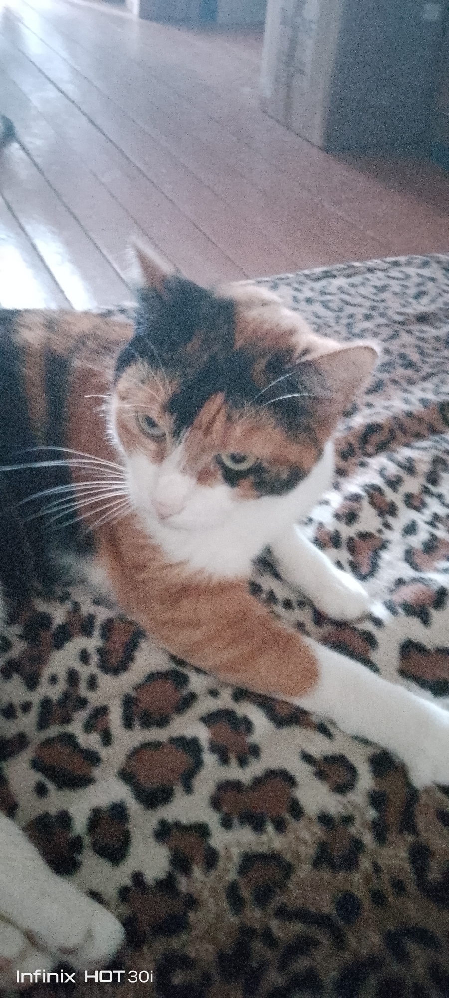 A calico cat is lying on a leopard-print blanket. The cat has black, white, and orange fur. Its eyes are green, and its ears are pointed. The cat's body is mostly obscured by the blanket. The background is blurred and appears to be a wooden floor. The image is taken indoors. There is no information about the location in the city of Kedrovy, Russia.