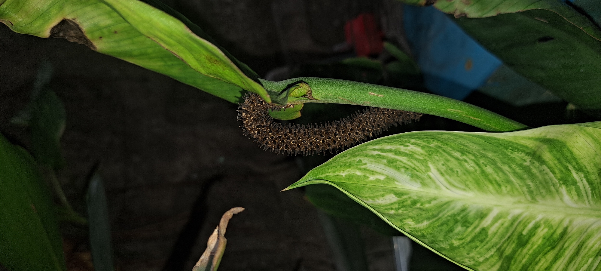 This is a close-up, eye-level, vertical photograph of a plant's inflorescence and leaves. The inflorescence is a brown, cylindrical spadix, covered in small, spiky protrusions, curving downwards. It is supported by a thick, green stem, which is partially obscured by a large, variegated green and white leaf in the foreground. This leaf is pointed at the tip and has prominent parallel veins. Another green leaf, with some browning and damage on its edges, is visible in the upper right portion of the image. The background is dark and out of focus, with hints of a red object and a blue surface, suggesting an indoor or sheltered outdoor environment. The location is identified as Mandaluyong City, Philippines. There are no people or actions depicted in the image.