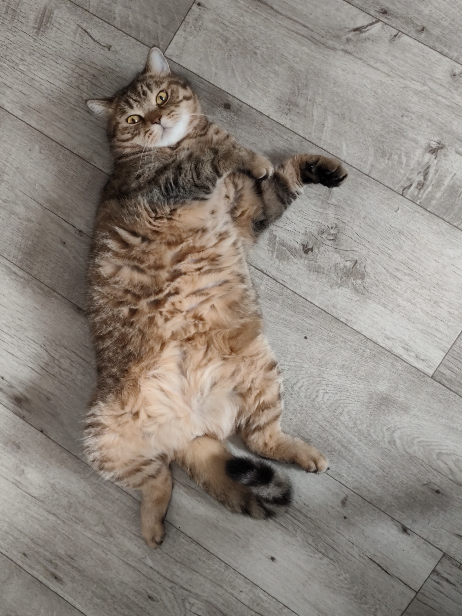 A fluffy tabby cat lies on its back on a light-colored wooden floor. The cat's fur is a mix of brown, black, and cream, with distinct tabby markings. Its eyes are wide and yellow, and it appears to be looking up at the camera. The cat's paws are extended, and its belly is exposed. The wooden floor has a matte finish and shows visible grain patterns. The lighting suggests an indoor environment. The scene is devoid of any elements that would help determine its location in Komsomolsk-on-Amur, Russia.