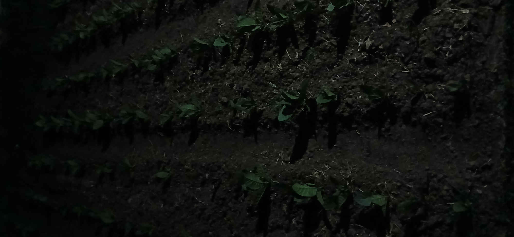 The image depicts a field at night, likely in Kademangan Kulon, Indonesia. Rows of young plants, possibly tobacco seedlings, are visible stretching into the darkness. The ground is dark soil with some dry vegetation scattered throughout. The lighting is dim, casting long shadows and creating a low visibility environment. There are no people or visible animals in the frame. The scene appears to be a cultivated agricultural area.