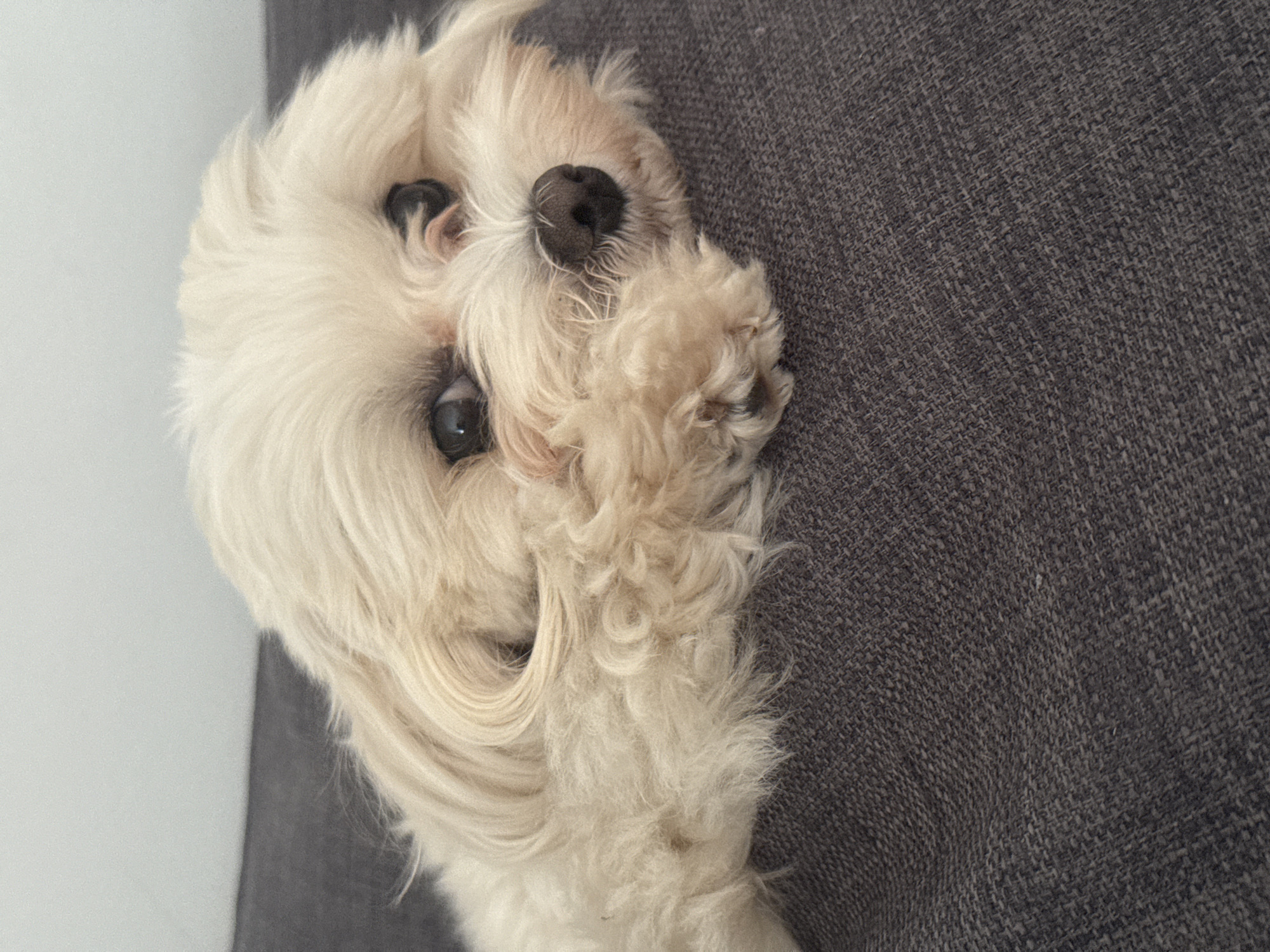 A white, fluffy dog with dark eyes and a black nose is lying on a gray textured surface, possibly a couch or cushion. The dog's head is tilted, and its paw is near its face. The background is a plain white wall. The scene appears to be indoors.
