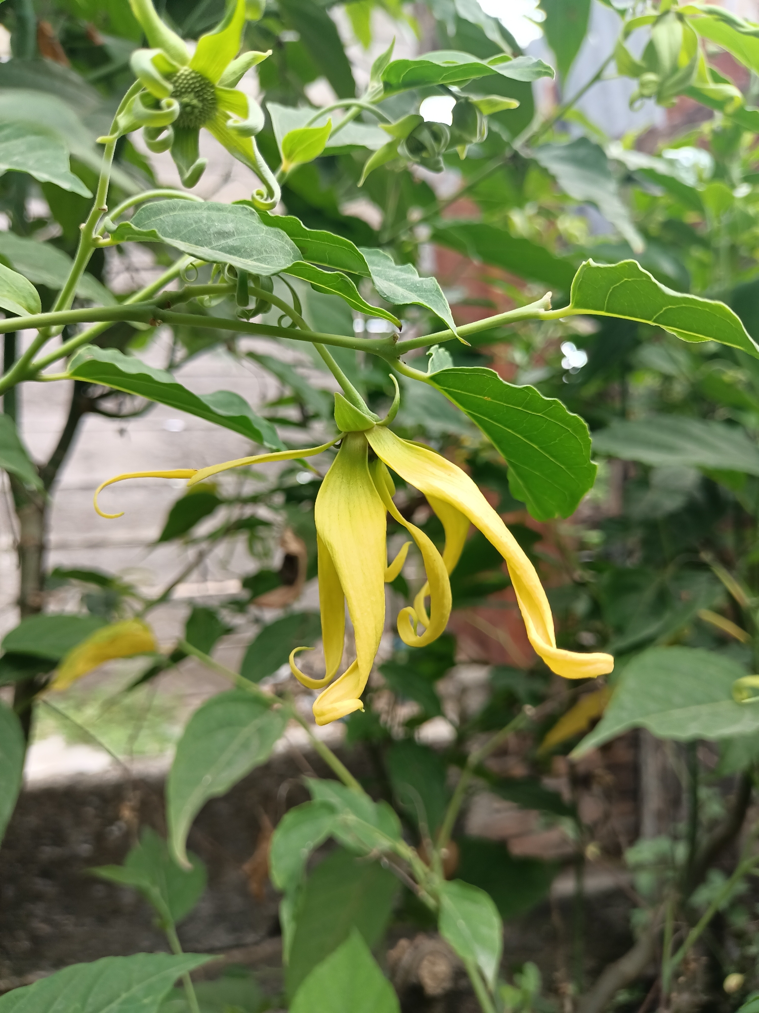 This is a close-up, vertical, outdoor shot of a yellow flower hanging from a branch. The flower has long, thin, twisted petals and is surrounded by green leaves and branches. In the background, there are blurred out hints of a brick wall and possibly a wooden fence. The image appears to have been taken in natural daylight, with soft lighting that highlights the flower. The overall scene evokes a sense of nature and tranquility. There is no visible text in the image.