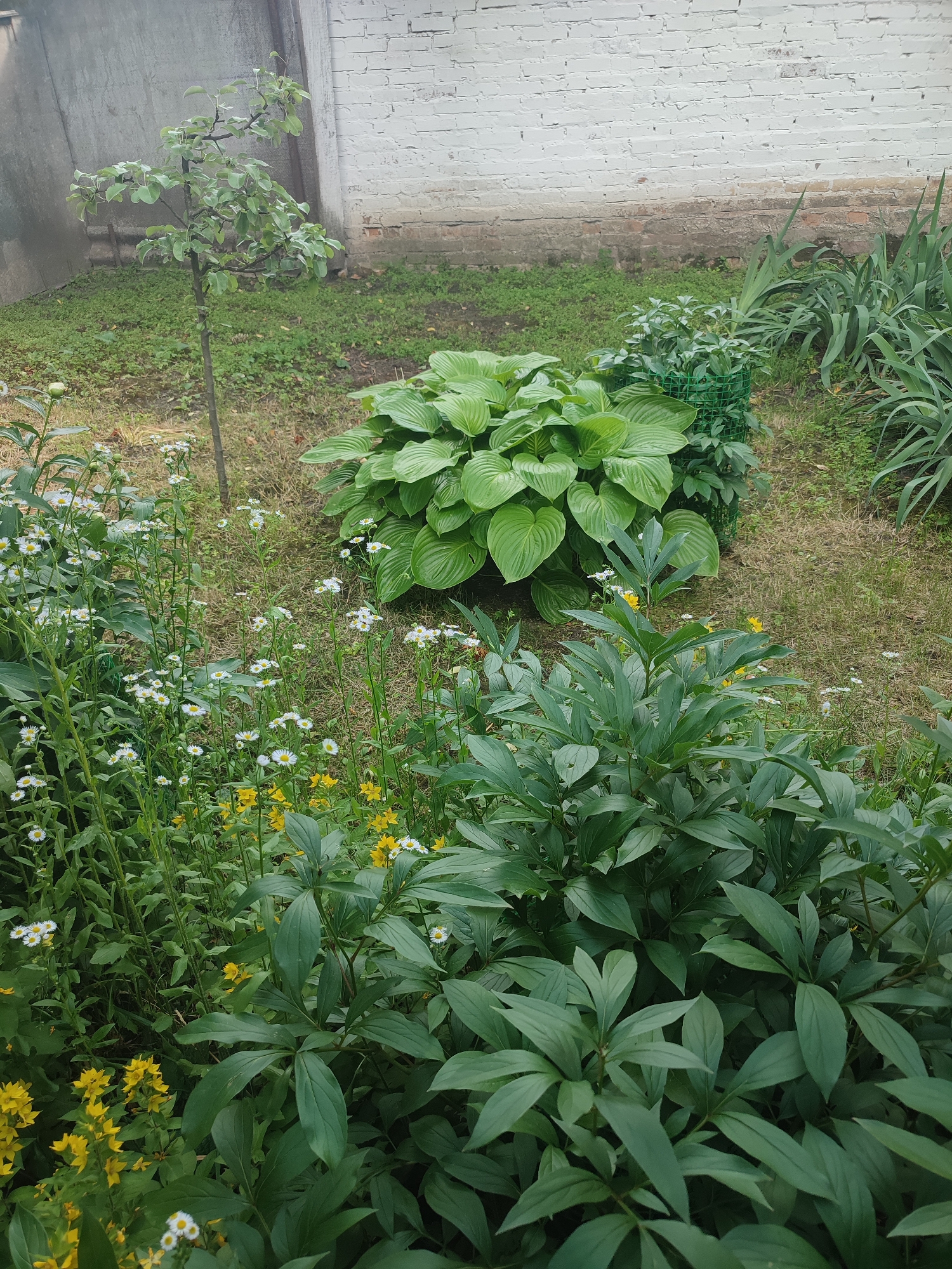 The image depicts a lush garden scene in Shyshaky, Ukraine. In the foreground, a dense arrangement of dark green foliage, likely peonies, dominates the lower portion of the frame. Interspersed among these are clusters of small white wildflowers with yellow centers, and brighter yellow flowers. Further back, a large hosta plant with broad, heart-shaped leaves creates a vibrant green focal point. To the left of the hosta, a young tree with sparse foliage stands on a grassy patch, with a gray concrete wall visible behind it. The background features a white brick wall with exposed red brick at its base, suggesting a building adjacent to the garden. The ground is covered with a mix of green grass and dry patches of earth. The lighting suggests it is daytime, possibly overcast. No people or text are visible.