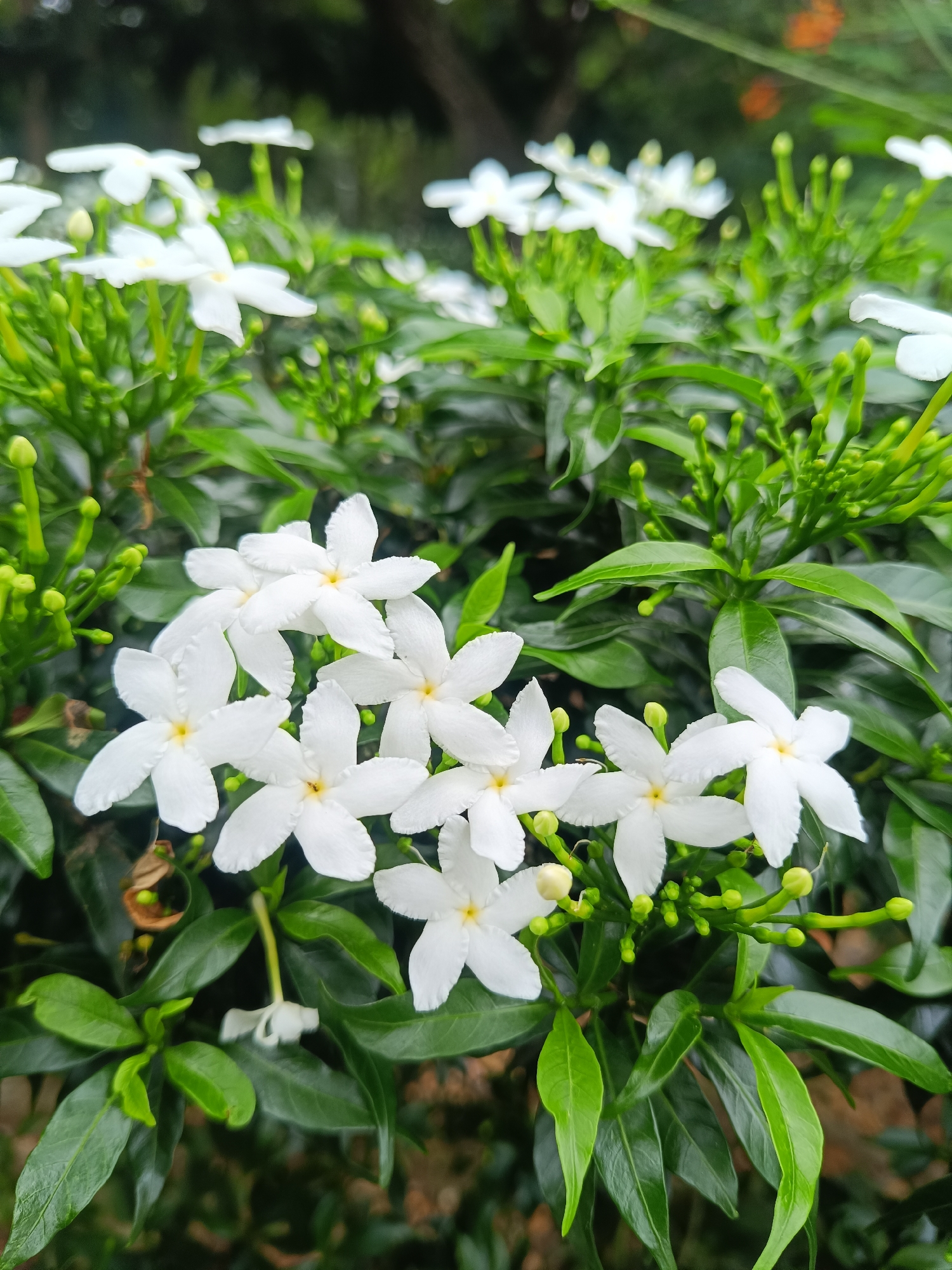 The image shows a close-up of white crepe jasmine flowers (Tabernaemontana divaricata) surrounded by green leaves and unopened buds. The flowers have five petals and a yellow center. The plants appear to be located outdoors, possibly in a garden or park. No people or animals are visible. The location is Banda Aceh, Indonesia.
